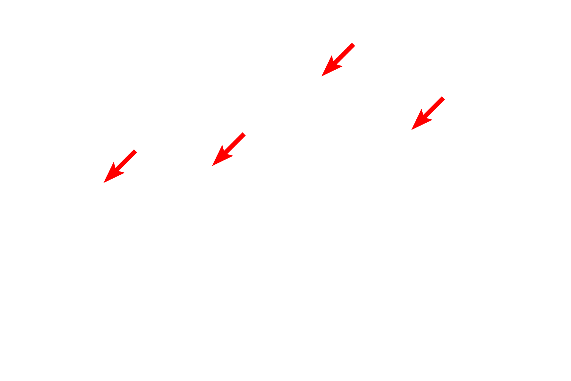 Cilia > <p>Each cilium is attached to a basal body located in the apex of the cell that anchors the cilium to the cell.  Both the core of the cilium and the basal body are composed of microtubules.</p>
