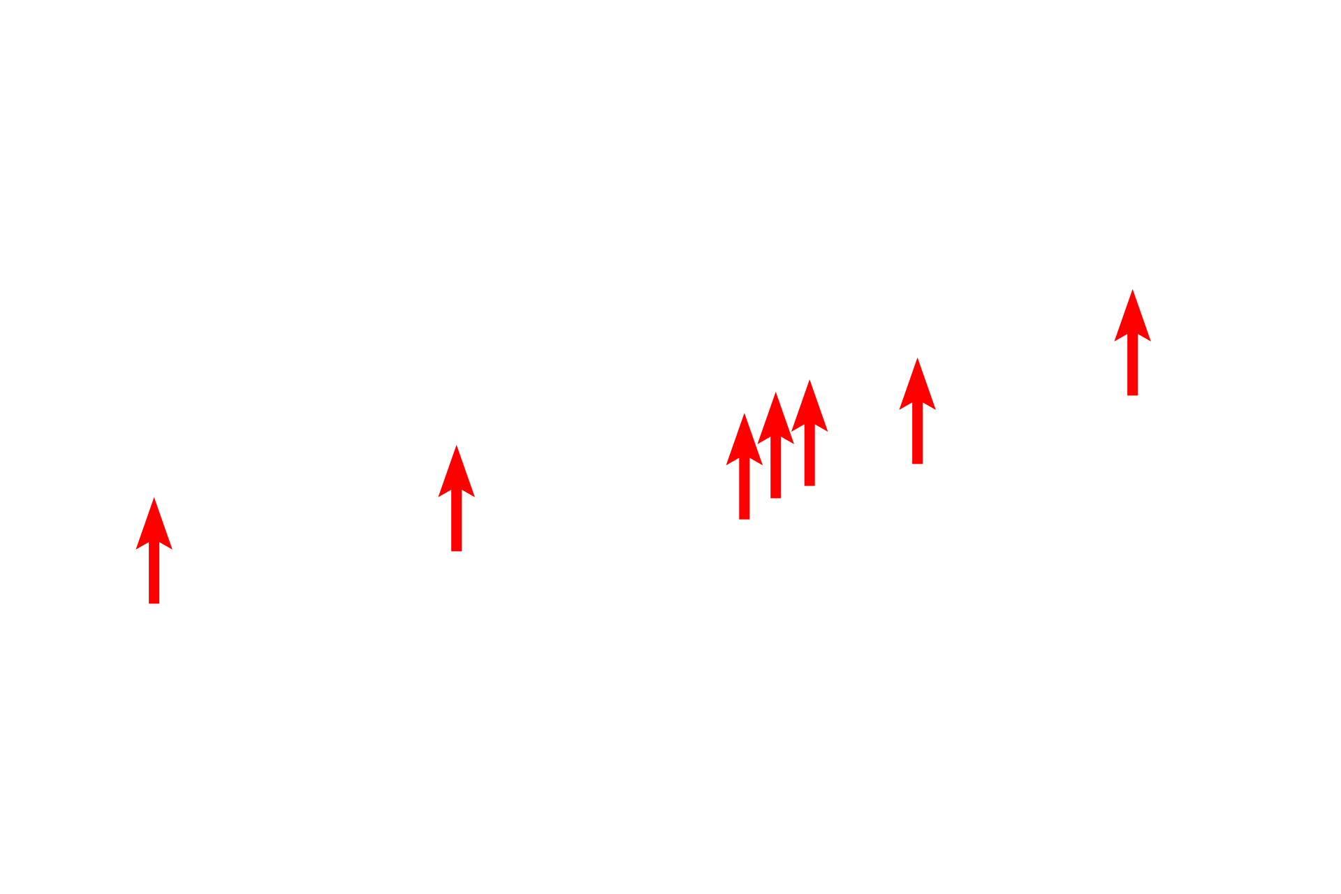 Basal bodies > <p>Each cilium is associated with a basal body which collectively form a prominent band along the uppermost portion of the cell.  This is one feature that can be used to distinguish cilia from a border of microvilli.  Additionally, cilia are much taller than microvilli.</p>
