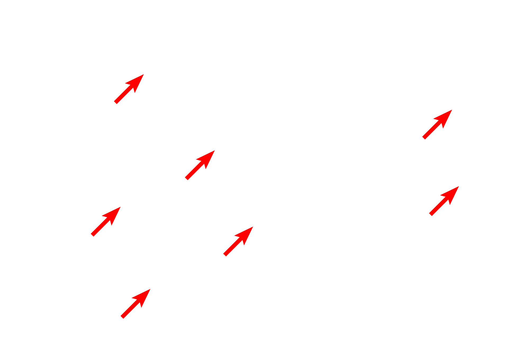 Secretory cells (non-ciliated) <p>Cilia are hair-like, highly motile extensions, greater than 1 micron in height that project from the apical surface of some cells.  Each ciliated cell possesses numerous cilia, which beat in concert to propel materials along the epithelial surface.  In the oviduct, seen here, the beating action of these cilia serves to capture and transport the ovum.  Also present in the epithelium are secretory cells whose products nourish the egg cell.  Oviduct  1000x</p>
