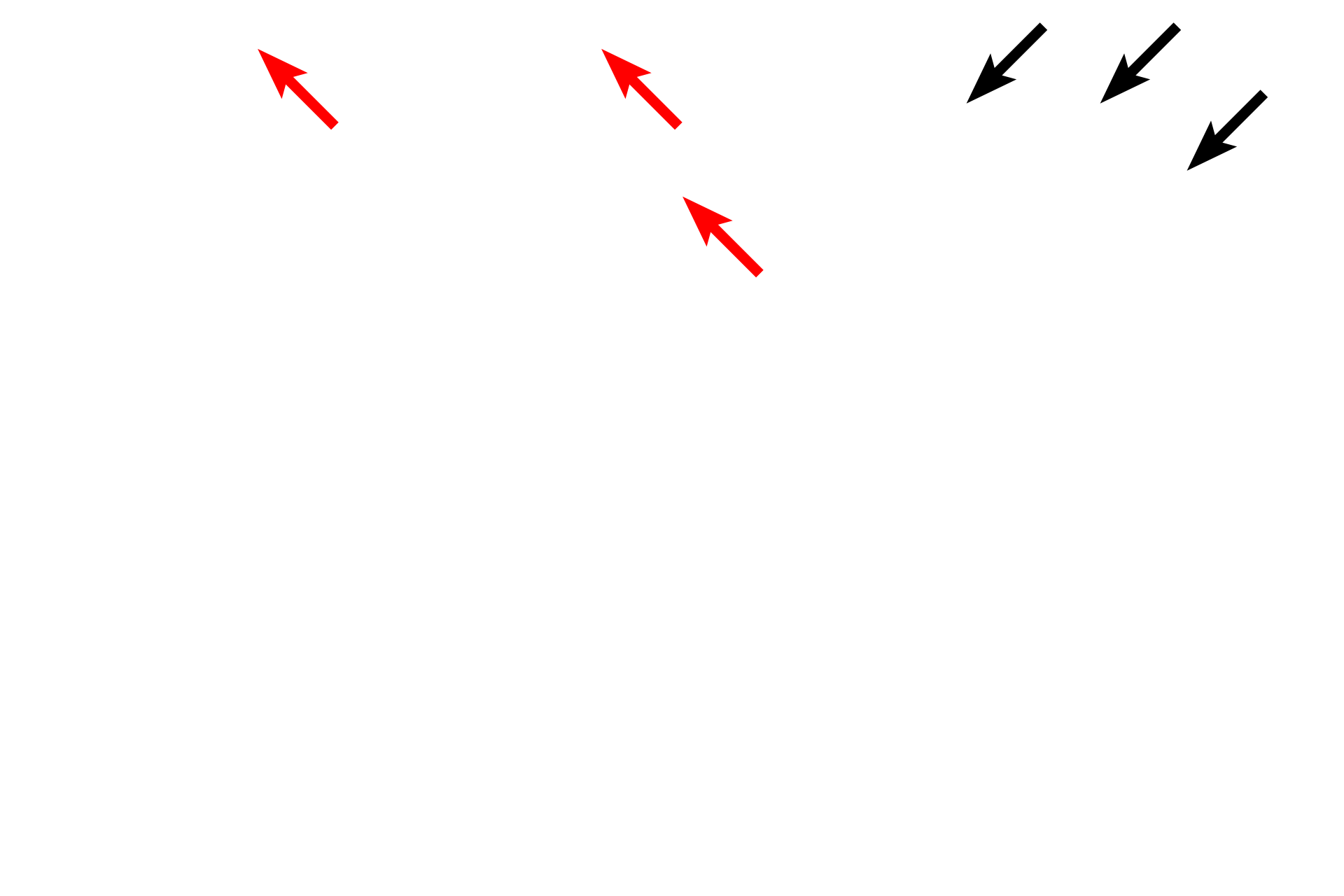 Microvilli and stereocilia > <p>Microvilli (red arrows) extend from the surface of the small intestine cells shown in the electron micrograph, while stereocilia (long microvilli, black arrows) are associated with the epididymis in the light micrograph.  Both structures increase surface area of the organs on which they are located.</p>
