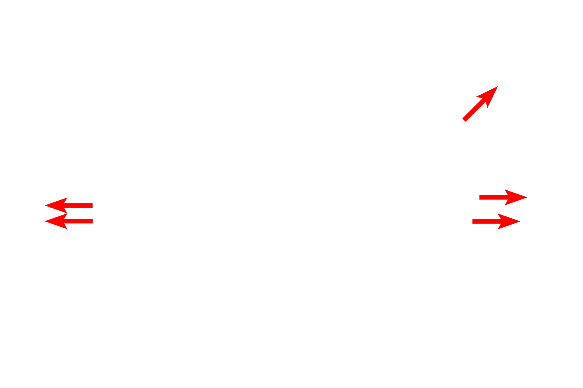 Basal bodies <p>The lining epithelium of the monkey trachea demonstrates a pseudostratified epithelium with cilia and gland cells (goblet cells).  In a pseudostratified epithelium, all cells rest on the basement membrane, though not all reach the free surface.  This variation in height, and thus position of the nuclei, gives the impression of a stratified epithelium.  1000x</p>
