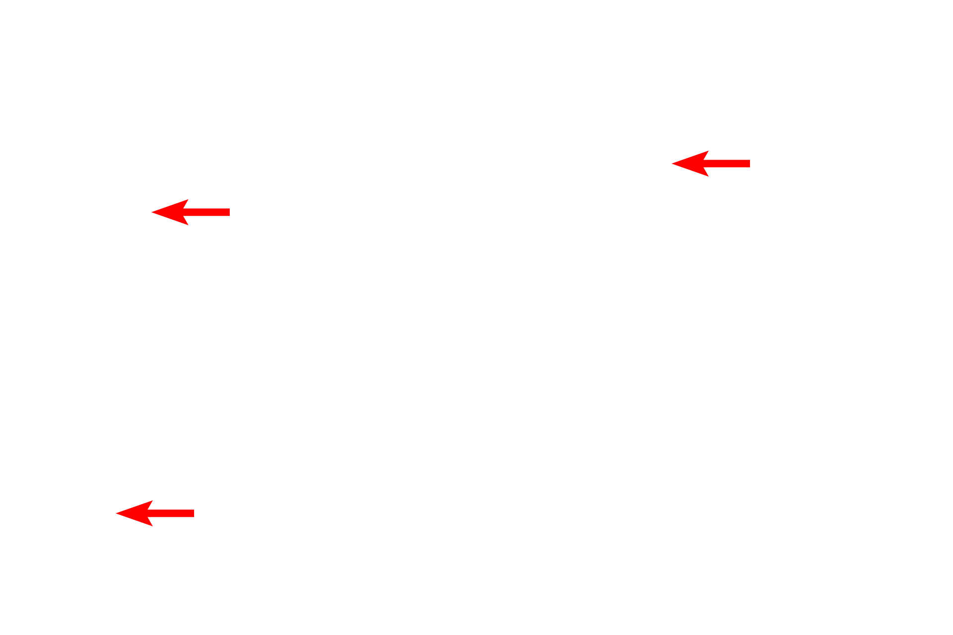  - Unicellular glands (goblet cells) <p>The lining epithelium of the monkey trachea demonstrates a pseudostratified epithelium with cilia and gland cells (goblet cells).  In a pseudostratified epithelium, all cells rest on the basement membrane, though not all reach the free surface.  This variation in height, and thus position of the nuclei, gives the impression of a stratified epithelium.  1000x</p>
