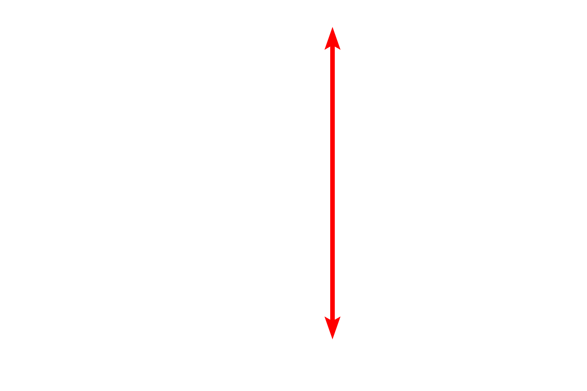 Pseudostratified columnar epithelium <p>The lining epithelium of the monkey trachea demonstrates a pseudostratified epithelium with cilia and gland cells, called goblet cells.  Goblet cells release mucin proteins which, when hydrated, form mucus.  The mucus traps inhaled particles and the entire mucous sheet is moved upwards by the beating action of the cilia.  1200x</p>
