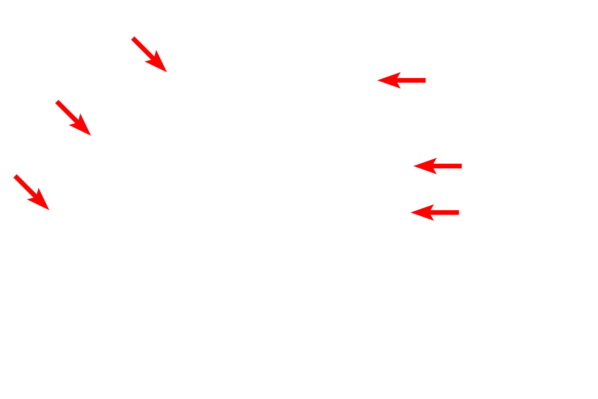  - Columnar cells (ciliated) <p>The lining epithelium of the monkey trachea demonstrates a pseudostratified epithelium with cilia and gland cells, called goblet cells.  Goblet cells release mucin proteins which, when hydrated, form mucus.  The mucus traps inhaled particles and the entire mucous sheet is moved upwards by the beating action of the cilia.  1200x</p>
