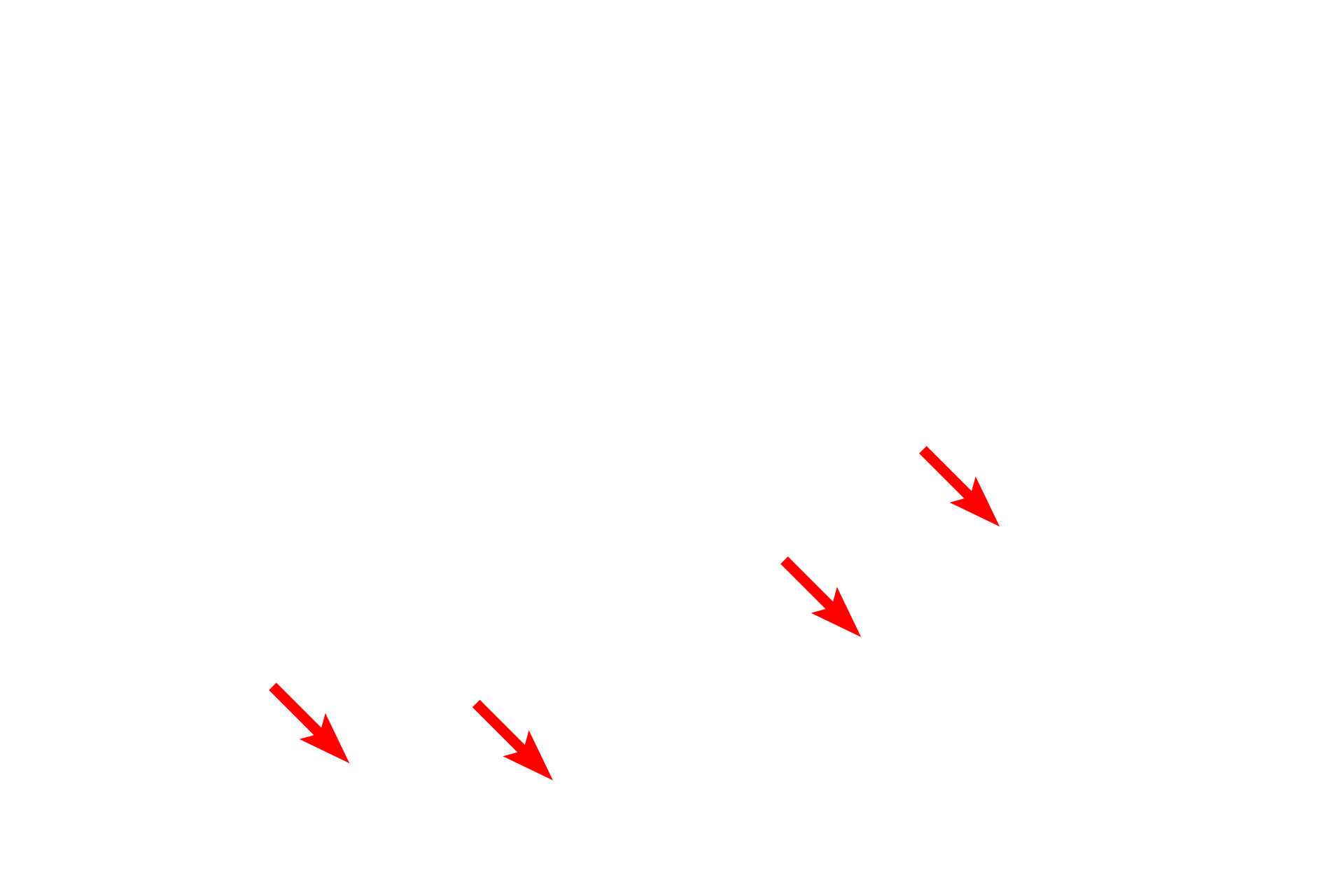  - Basal cells <p>The lining epithelium of the monkey trachea demonstrates a pseudostratified epithelium with cilia and gland cells, called goblet cells.  Goblet cells release mucin proteins which, when hydrated, form mucus.  The mucus traps inhaled particles and the entire mucous sheet is moved upwards by the beating action of the cilia.  1200x</p>
