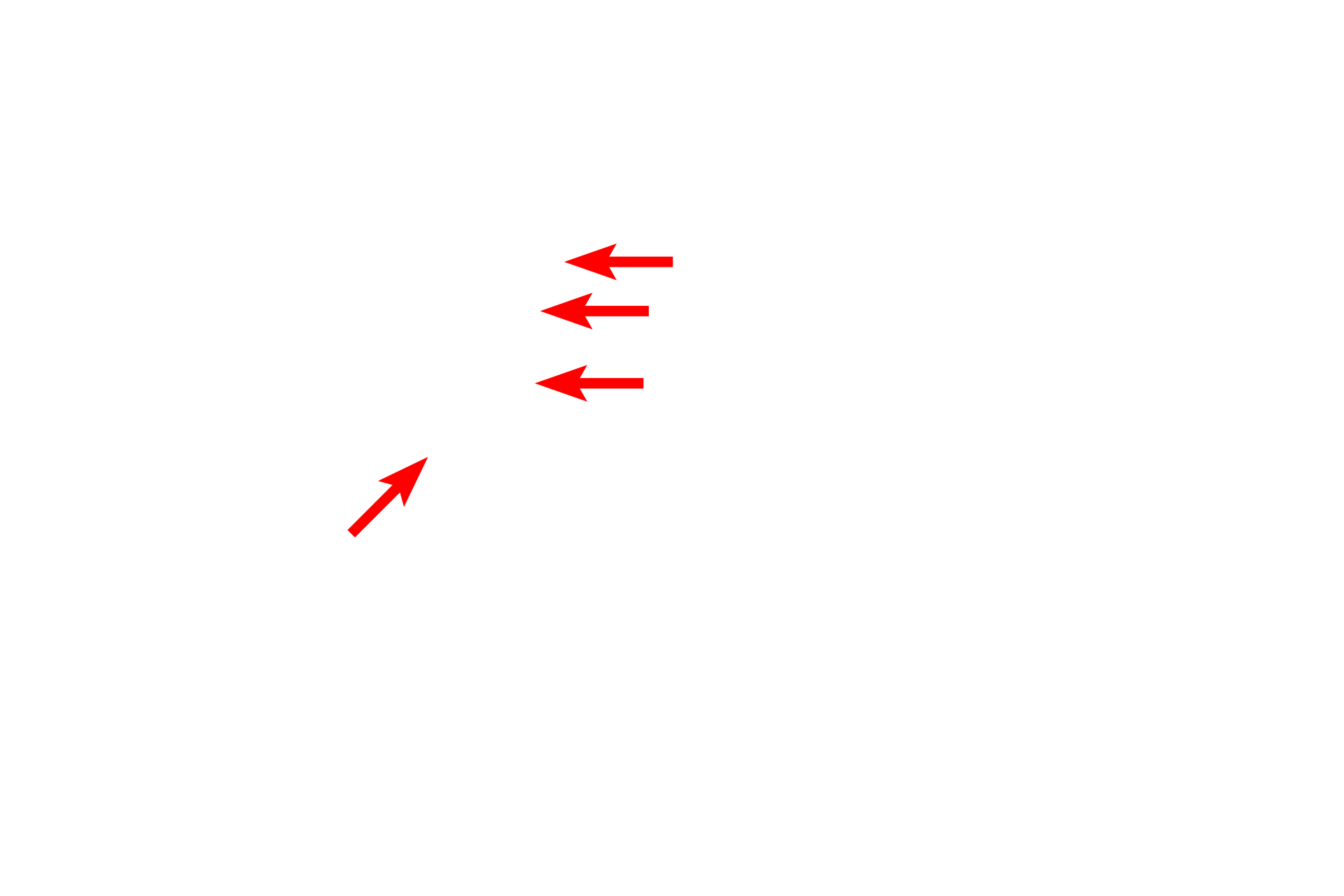  - Basal bodies <p>The lining epithelium of the monkey trachea demonstrates a pseudostratified epithelium with cilia and gland cells, called goblet cells.  Goblet cells release mucin proteins which, when hydrated, form mucus.  The mucus traps inhaled particles and the entire mucous sheet is moved upwards by the beating action of the cilia.  1200x</p>
