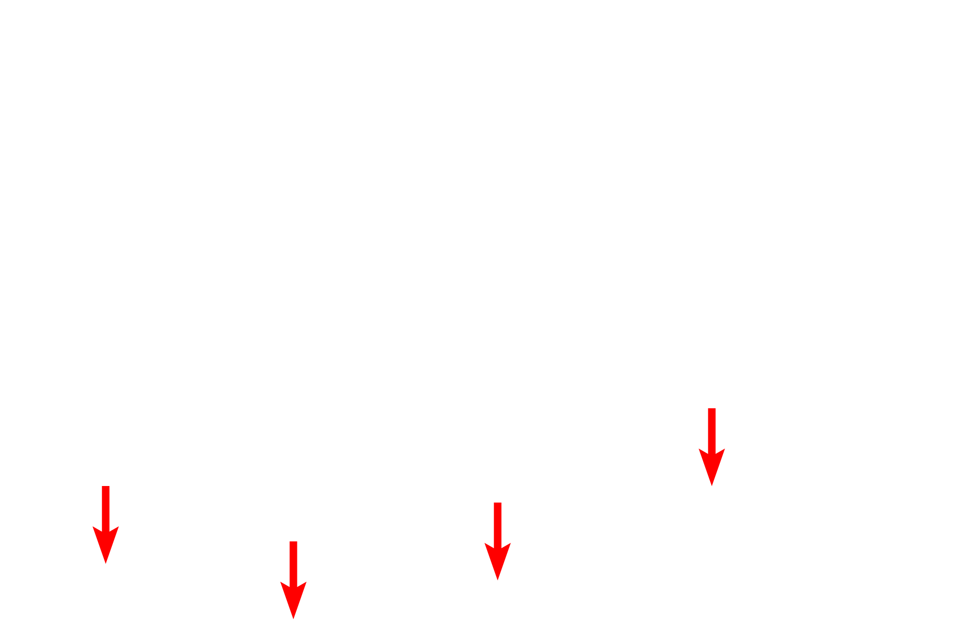 Basement membrane <p>The lining epithelium of the monkey trachea demonstrates a pseudostratified epithelium with cilia and gland cells, called goblet cells.  Goblet cells release mucin proteins which, when hydrated, form mucus.  The mucus traps inhaled particles and the entire mucous sheet is moved upwards by the beating action of the cilia.  1200x</p>
