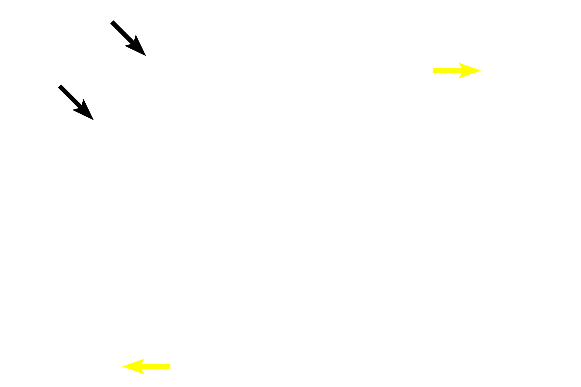 Simple squamous epithelium <p>In most cases, simple cuboidal epithelia line tubules, multiple examples of which are seen in this image.  The cells in each can vary from nearly cube-shaped to rectangular.  Some cells also have a prominent brush border on their free surfaces which is composed of microvilli.  Due to the plane of section, the nuclei of some cells are not visible.  Kidney  400x</p>
