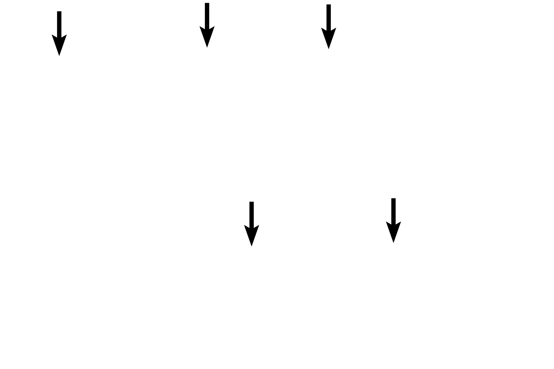  - Free surface  <p>The ovary is covered by a simple cuboidal epithelium, composed of a single row of cube-shaped cells.  The nuclei of cuboidal cells are usually spherical, reflecting the equal height and width dimensions of these cells.  This is one of the few examples of a simple cuboidal epithelium that is not lining a tubular structure.  400x, 1000x</p>
