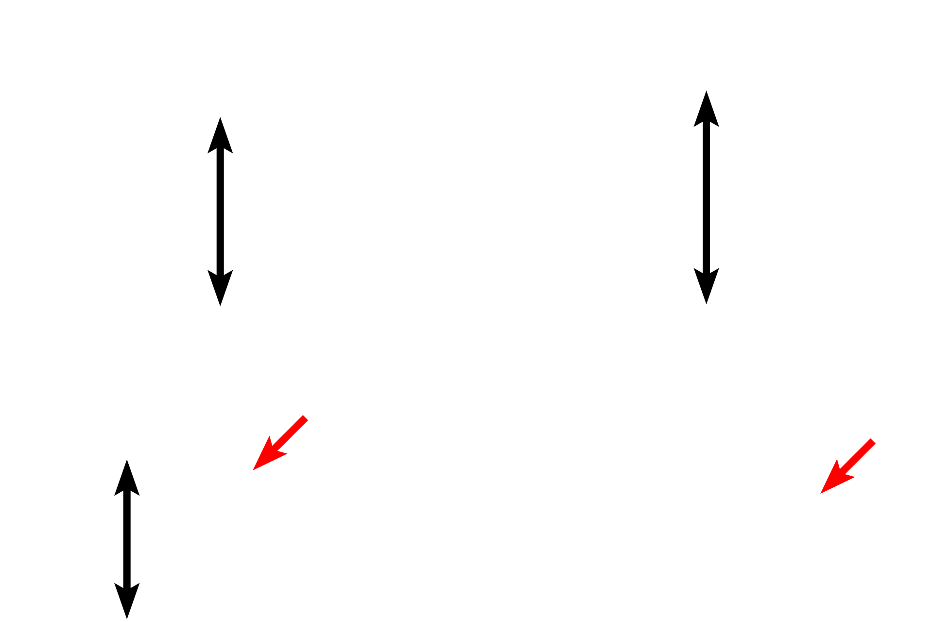 Connective tissue > <p>All epithelia are underlain by connective tissue. Immediately beneath the cells is a layer of loose connective tissue (red arrows) that can be of variable thickness.  Below the loose connective tissue is a layer of dense irregular connective tissue (black double arrows).</p>
