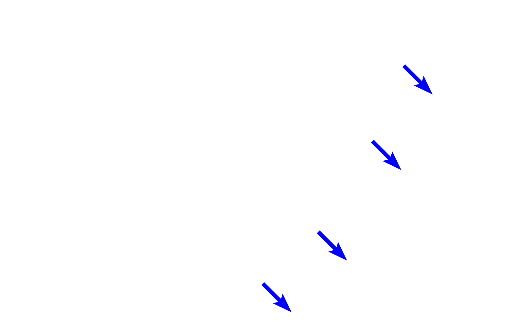  - Microvilli (brush border) <p>This epithelium consists of a single layer of cells that are taller than they are wide.  Nuclei may be basally located but frequently are found in the center of cells.  Nuclei usually assume the shape of the cells:  oval in taller cells and more spherical if the column is shorter.  Microvilli are present at the free surface of the cells and collectively appear as a dark, narrow band adjacent to the lumen. These microvilli form the brush border.  Small intestine  1000x</p>
