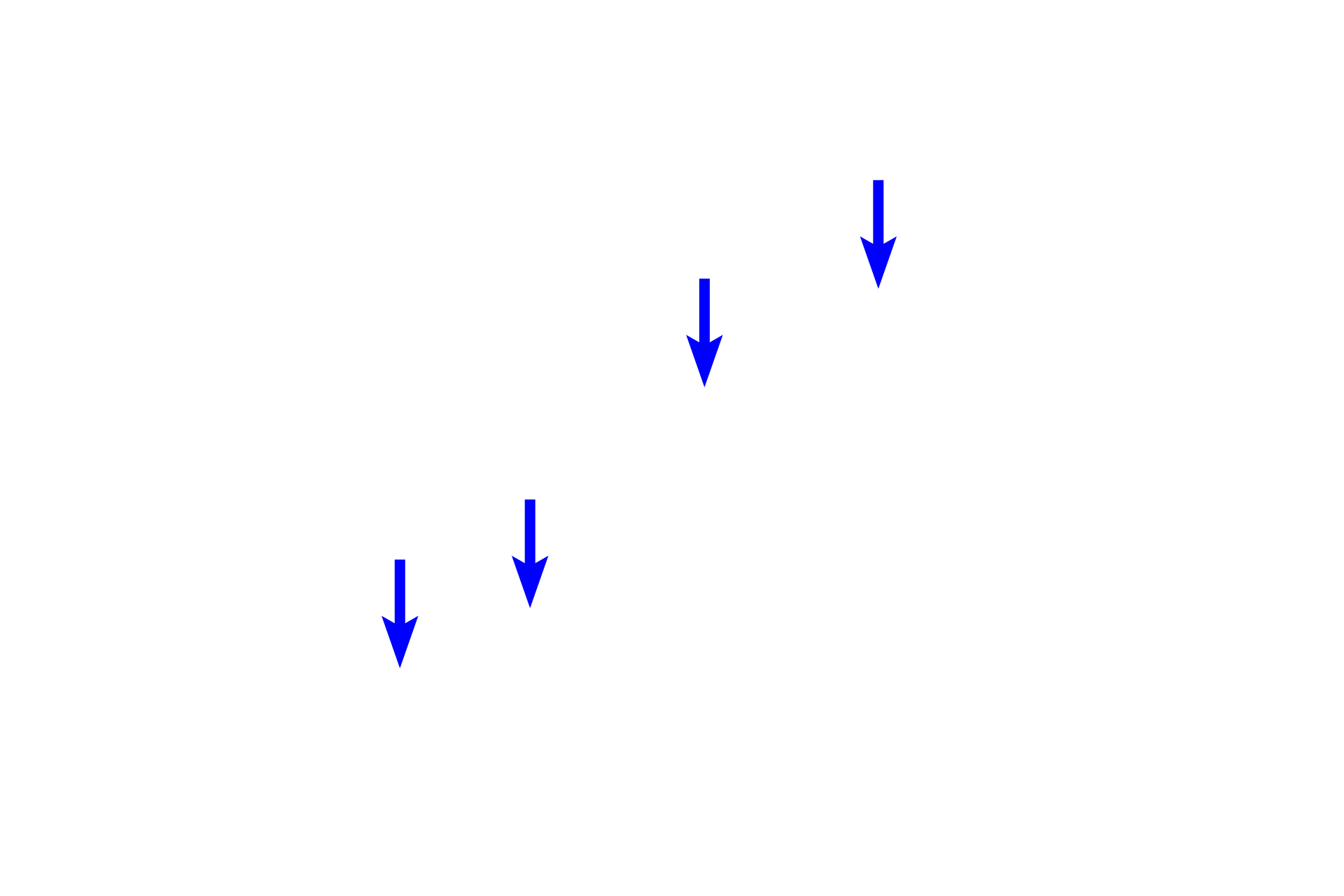  - Nuclei <p>This epithelium consists of a single layer of cells that are taller than they are wide.  Nuclei may be basally located but frequently are found in the center of cells.  Nuclei usually assume the shape of the cells:  oval in taller cells and more spherical if the column is shorter.  Microvilli are present at the free surface of the cells and collectively appear as a dark, narrow band adjacent to the lumen. These microvilli form the brush border.  Small intestine  1000x</p>
