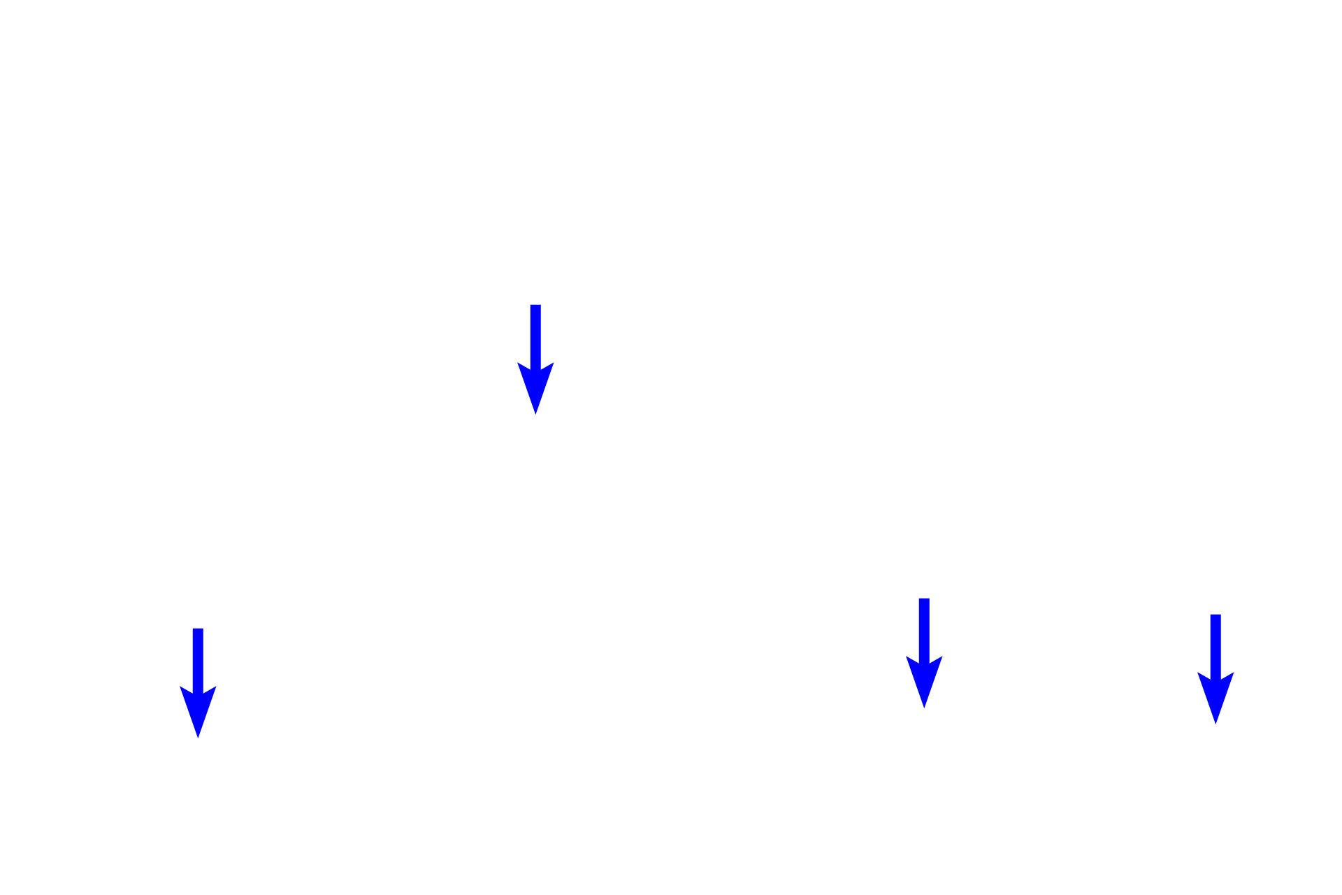  - Basal layer cells <p>This epithelium covers internal body surfaces which are exposed to some degree of physical trauma or abrasion.  This epithelium has a basal layer of cuboidal cells that are mitotically active.  Above them are several layers of polygonal cells that become progressively more flattened, until they become squamous at the luminal surface.  Vagina  400x</p>
