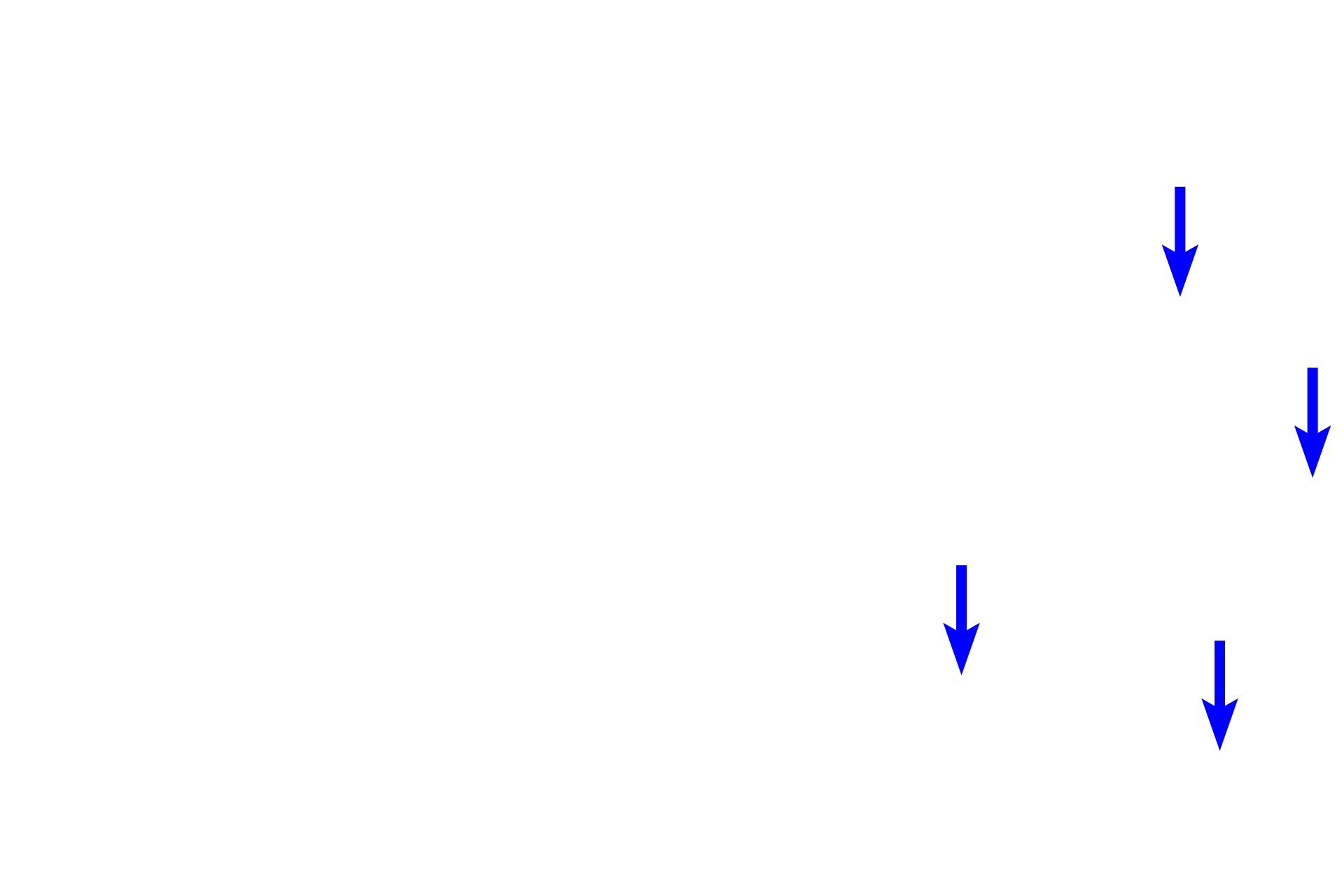 Basement membrane <p>This image demonstrates the transition of epithelial cells from proliferating, cuboidal cells at the basement membrane to squamous cells at the surface.  The multiple cell layers of this stratified moist epithelium provide protection against friction and trauma to organs within the body.  Esophagus  400x</p>
