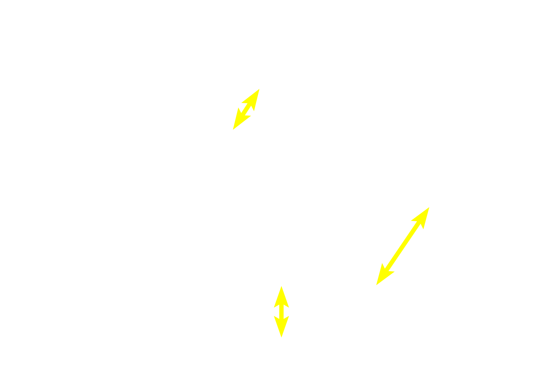 Stratified cuboidal epithelium <p>Stratified cuboidal epithelium has a limited distribution but is prominent in ducts of exocrine glands.  This image shows a section through a sweat gland and its duct.  Both are lined by a stratified cuboidal epithelium.  1000x</p>
