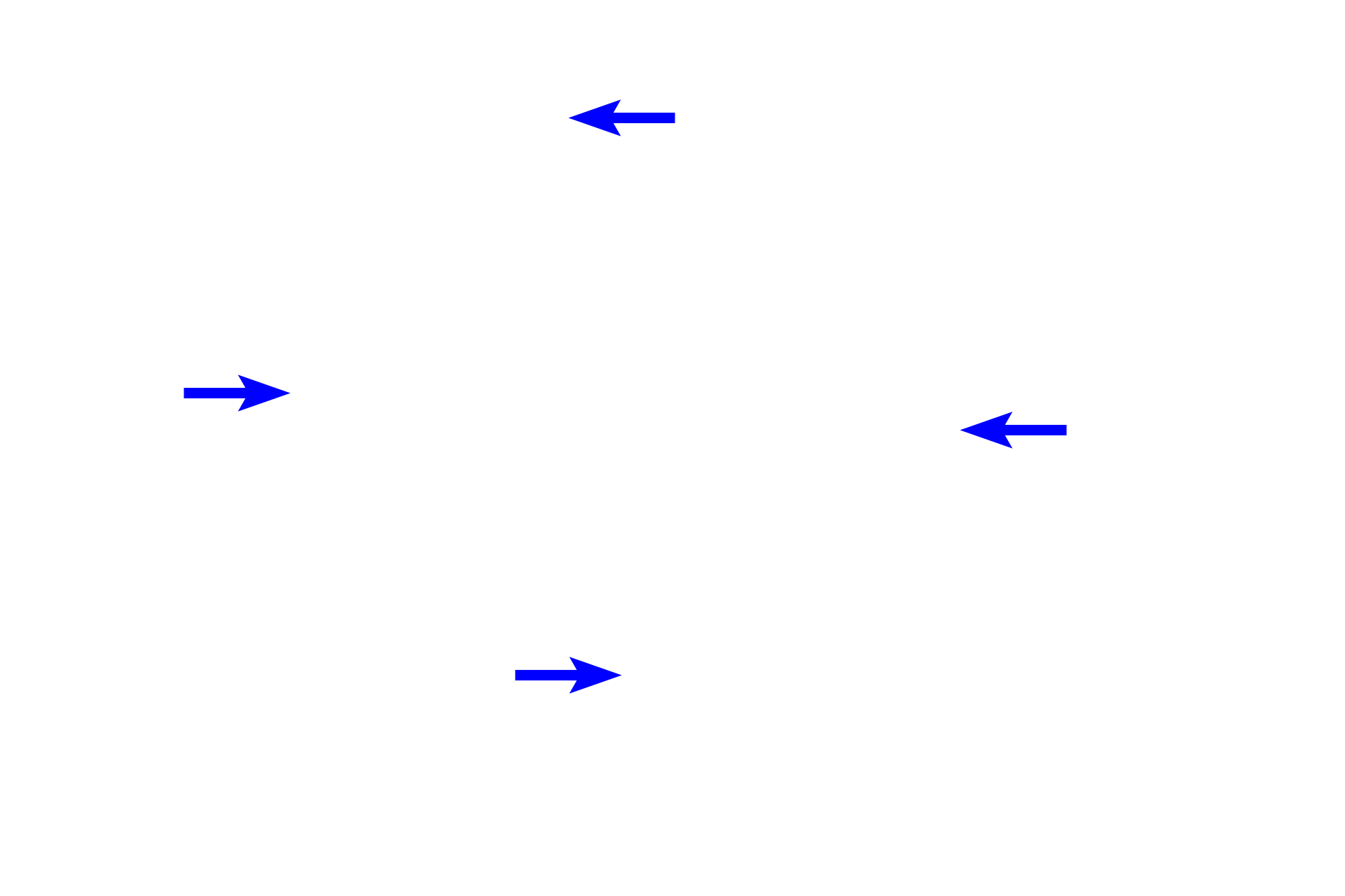  - Basal layer (cuboidal cells) <p>Stratified columnar epithelium is relatively rare, occurring mainly where a simple epithelium transitions to a thicker stratified epithelium.  Such transitions occur in the ducts of larger glands.  The cells of the basal layer are cuboidal, while the cells at the surface are columnar, thus the name stratified columnar. Duct of a salivary gland  400x</p>
