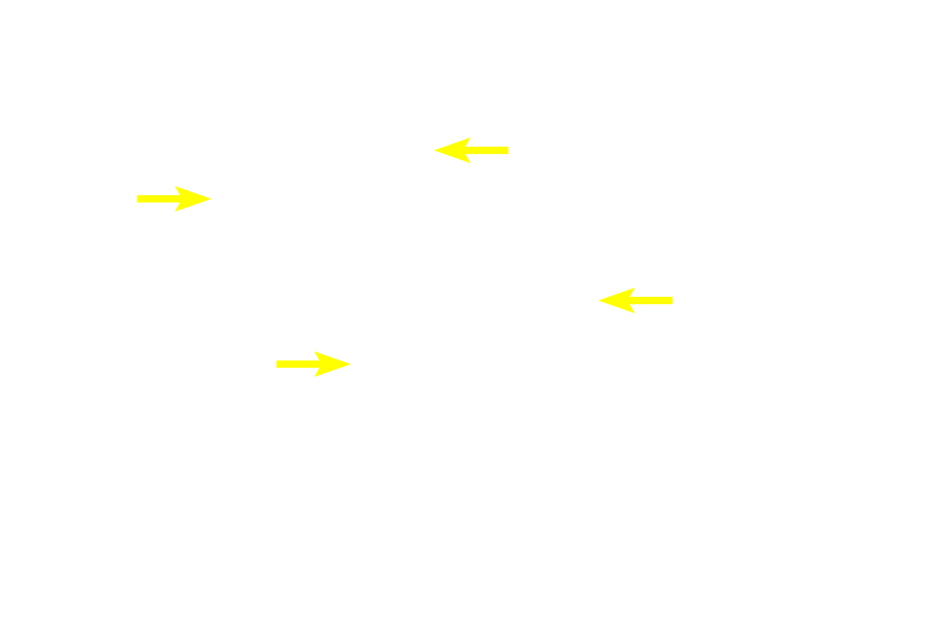  - Surface layer (columnar cells) <p>Stratified columnar epithelium is relatively rare, occurring mainly where a simple epithelium transitions to a thicker stratified epithelium.  Such transitions occur in the ducts of larger glands.  The cells of the basal layer are cuboidal, while the cells at the surface are columnar, thus the name stratified columnar. Duct of a salivary gland  400x</p>
