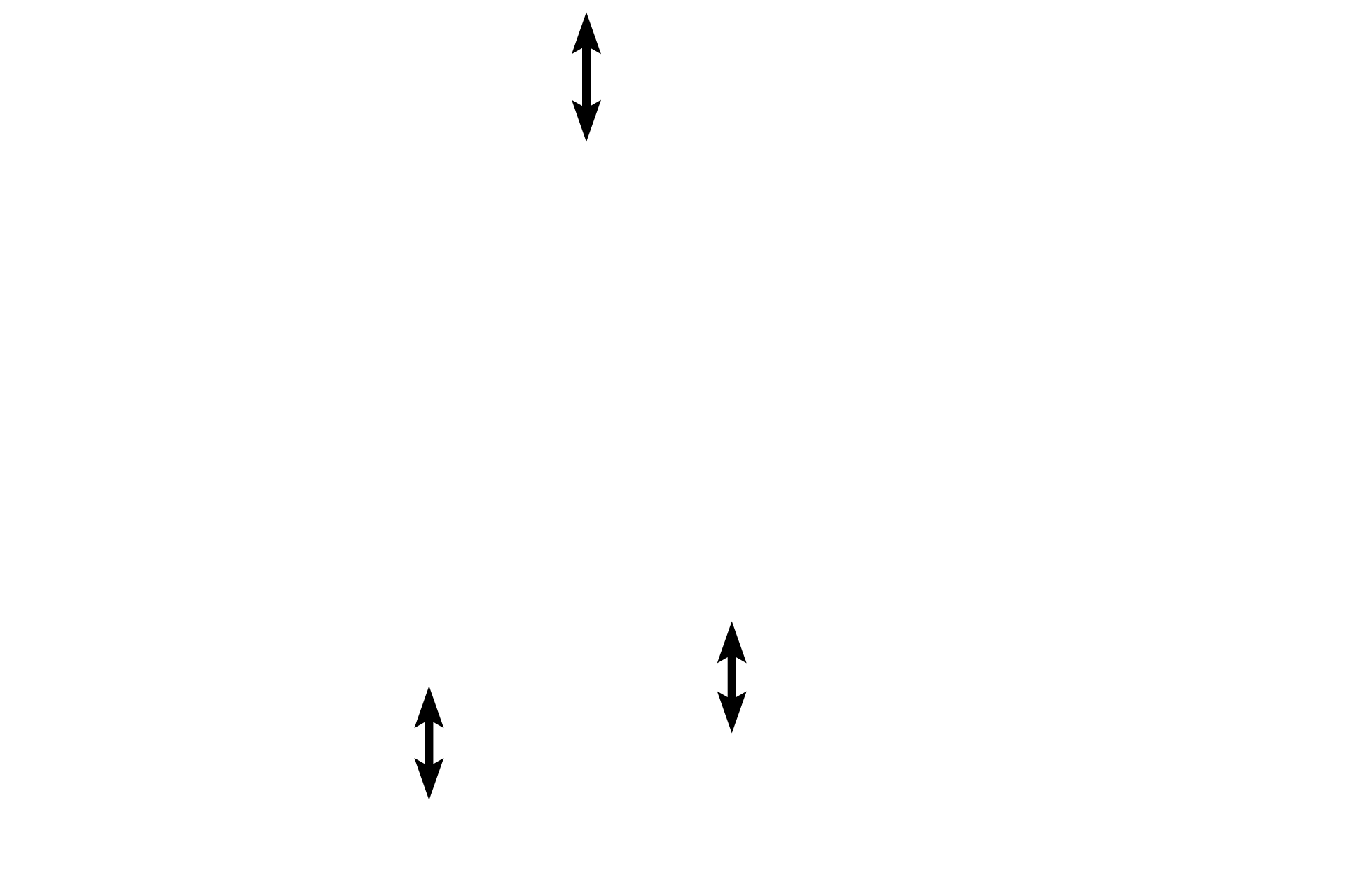 Muscle fibers <p>Longitudinal sections of cardiac muscle fibers in the myocardium display intercalated discs and myobrils.  400x, 1000x</p>

