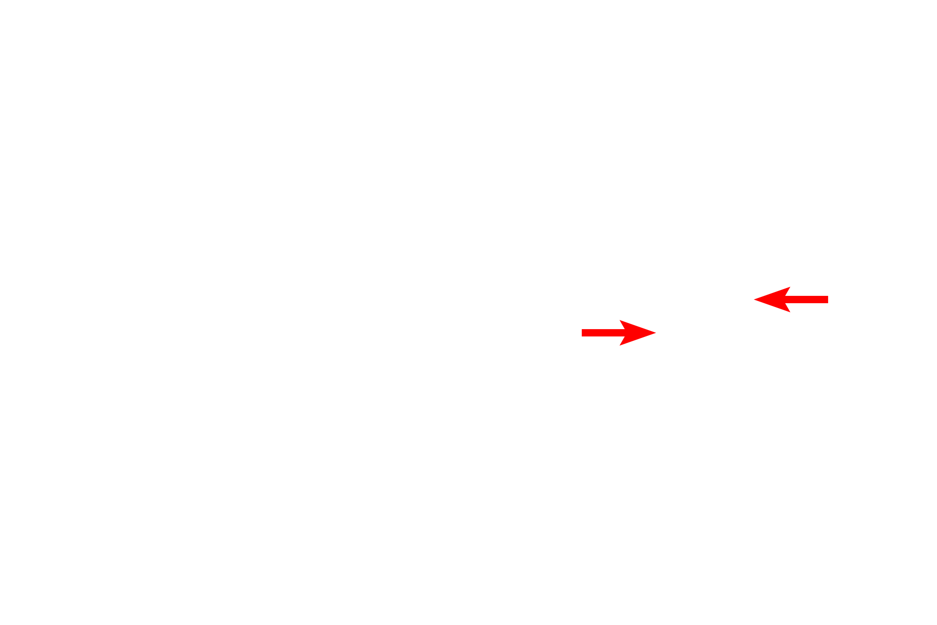 Endothelium <p>These small arteries were stained with dyes that demonstrate elastin, thus displaying the internal elastic lamina. This lamina was interrupted in the artery on the left, marking the branch point for a smaller vessel. Only fragments of the external elastic laminae remain here. The endothelial cells are distorted into a cuboid shape resulting from the constriction of the artery. 400x</p>
