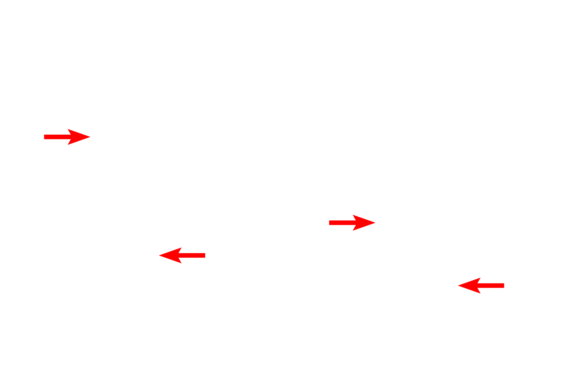 External elastic lamina <p>These small arteries were stained with dyes that demonstrate elastin, thus displaying the internal elastic lamina. This lamina was interrupted in the artery on the left, marking the branch point for a smaller vessel. Only fragments of the external elastic laminae remain here. The endothelial cells are distorted into a cuboid shape resulting from the constriction of the artery. 400x</p>
