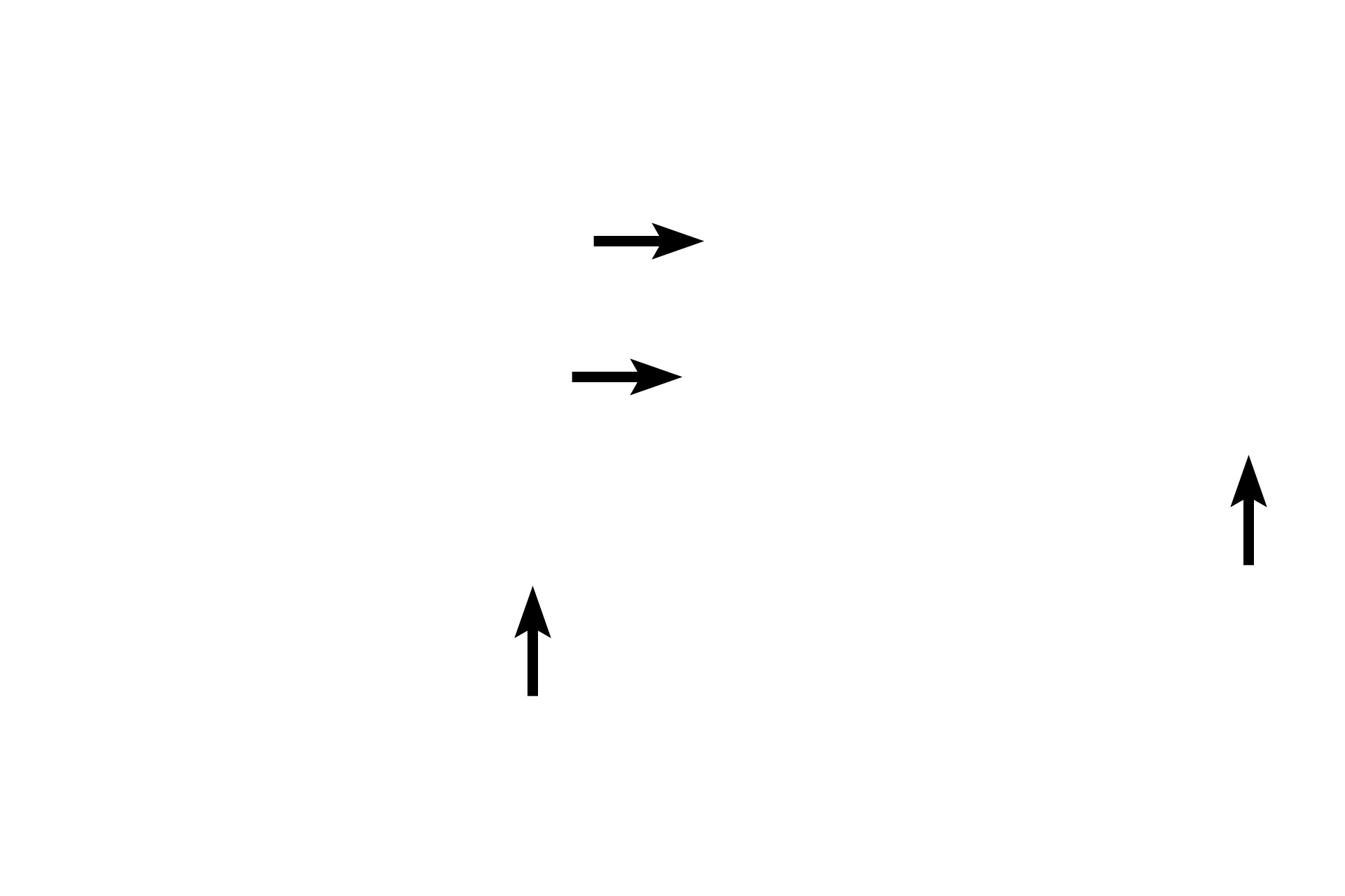 Capillaries <p>An arteriole consists of a tunica intima, a thin tunica media of one to two layers of smooth muscle cells and a tunica adventitia. The wall of the adjacent venule is thinner and less regular, consisting only of an endothelium, forming the tunica intima. A tunica media is absent and the thin tunica adventitia is indistinguishable from the surrounding connective tissue. 1000x</p>
