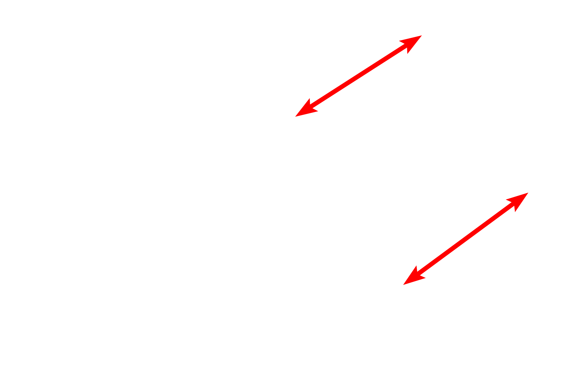 Tunica intima <p>This electron micrograph shows a portion of the wall of an arteriole with two layers of smooth muscle cells. Some of the space between the smooth muscle cells is due to artifactual shrinkage during fixation. The endothelial cells lie immediately above the internal elastic lamina and a portion of the tunica adventitia with fibroblast processes is visible in the lower left. 10,000x</p>
