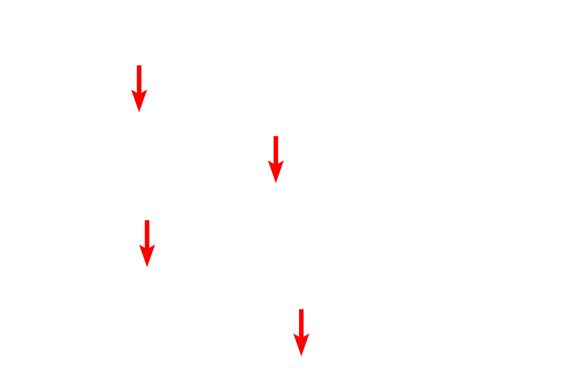  - External lamina <p>This electron micrograph shows a portion of the wall of an arteriole with two layers of smooth muscle cells. Some of the space between the smooth muscle cells is due to artifactual shrinkage during fixation. The endothelial cells lie immediately above the internal elastic lamina and a portion of the tunica adventitia with fibroblast processes is visible in the lower left. 10,000x</p>
