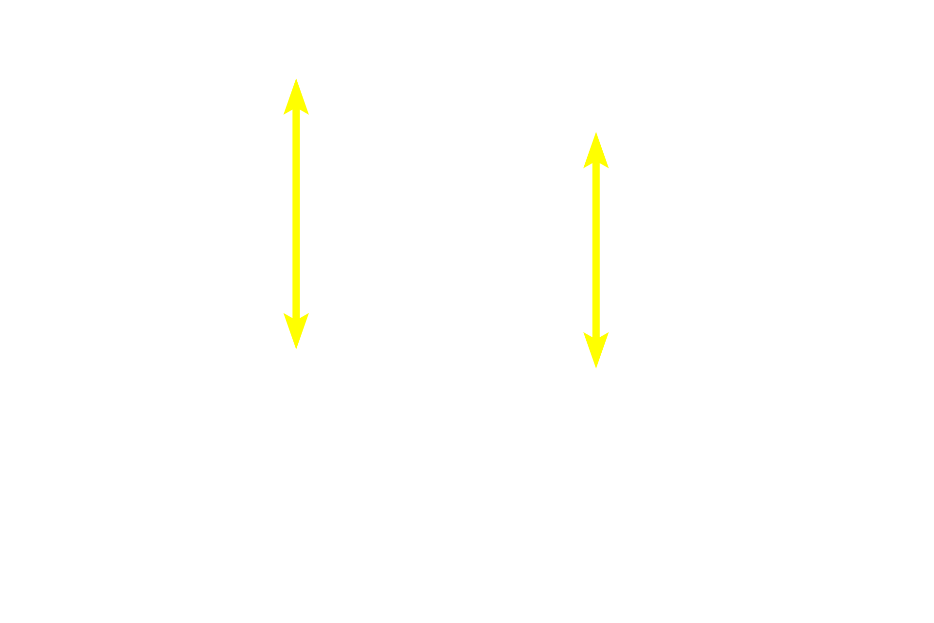 - Tunica media - inner portion <p>The tunica media of this transitional artery has characteristics of both medium, muscular and large, elastic arteries. The inner portion shows circularly arranged smooth muscle cells (red) like a muscular artery, while the outer portion contains elastic lamellae (pink) like an elastic artery.</p>
