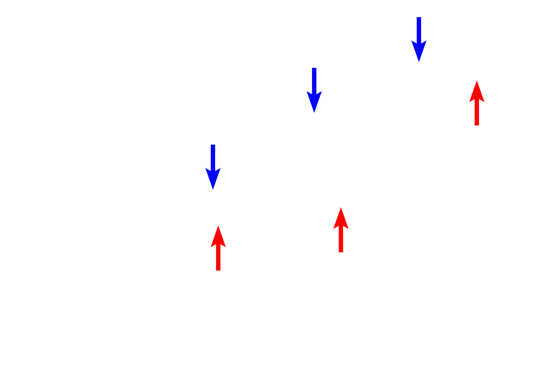 Basal laminae > <p>Both the endothelial cell and the gland cell are epithelial and thus each has a basal lamina. The red arrows indicate the basal lamina of the endocrine gland cell, the blue arrows indicate the basal lamina of the endothelium.</p>
