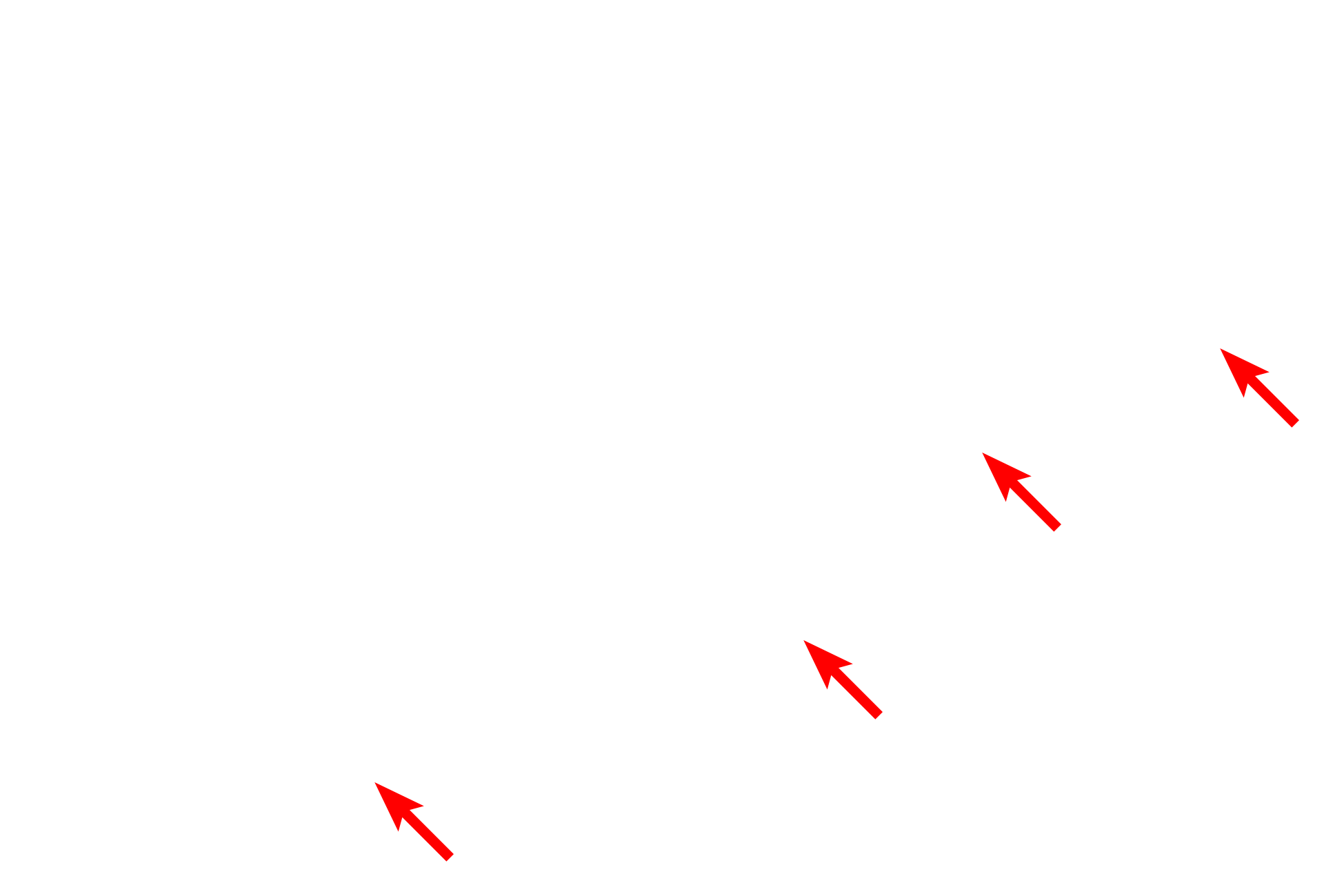 Endothelial cell <p>This electron micrograph shows a capillary adjacent to the basal portion of a kidney tubule that is actively involved with water and ion movement between the urine in its lumen and the blood. The fenestrations in the endothelium facilitate this process. The tubule is composed of epithelial cells with numerous basal folds and an unusually thick basal lamina. 40,000x</p>
