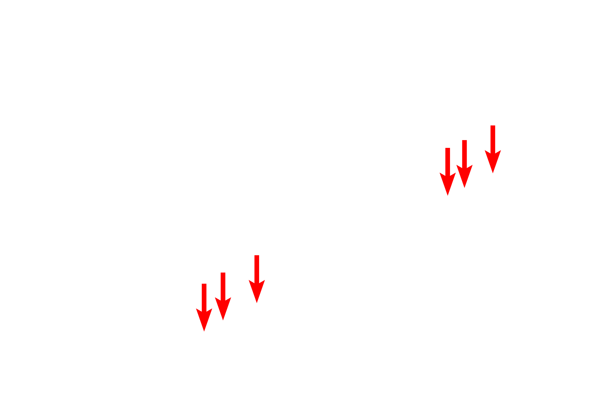  - Diaphragms > <p>Diaphragms that span the pores are non-membranous. They are thought to represent components of the glycocalyx.</p>
