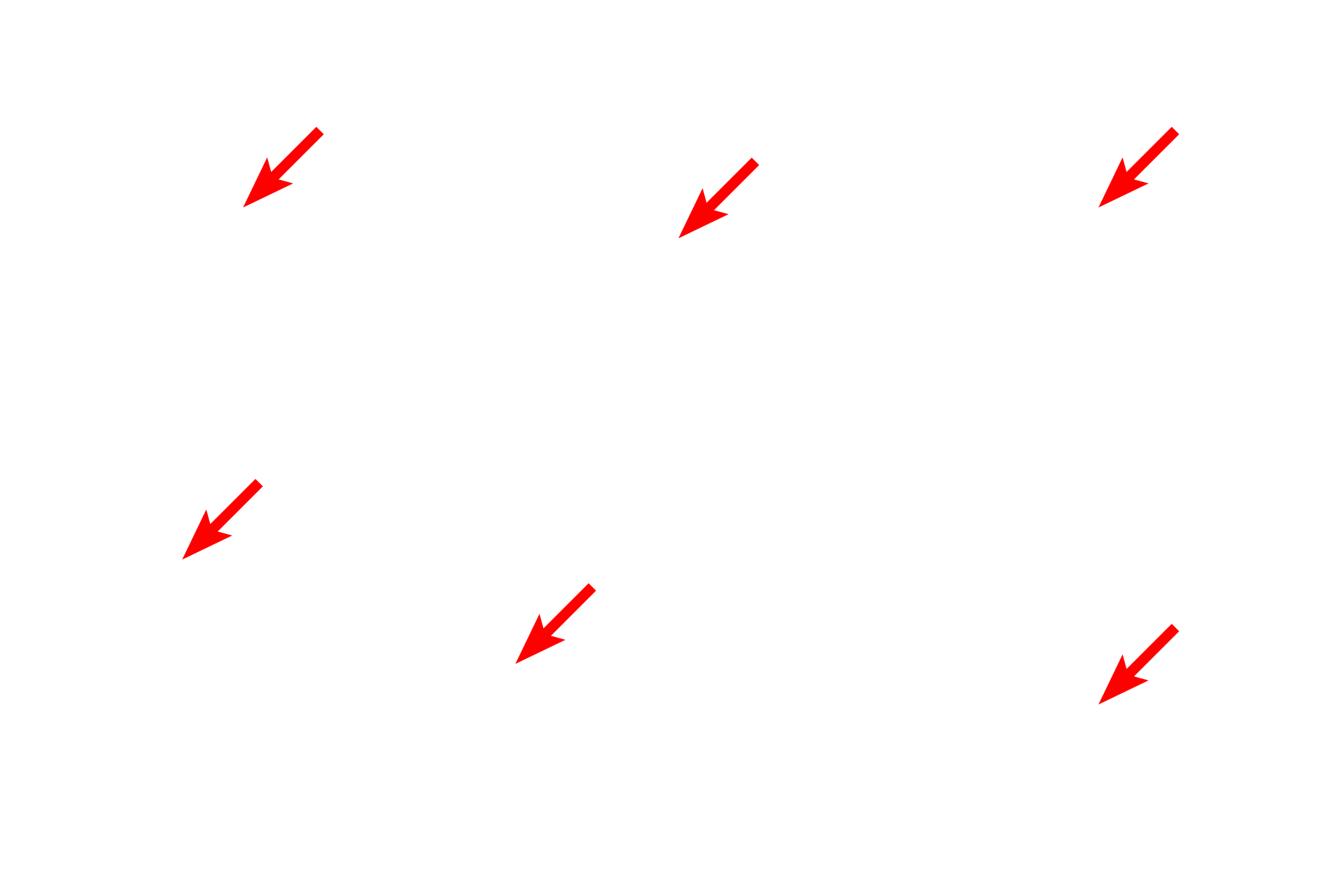 Endothelial cells <p>Fenestrations perforating the endothelial cells are generally spanned by diaphragms, as seen here. The diaphragm is derived from the glycocalyx and is thinner than two apposed plasma membranes. Pores facilitate transport across the endothelium in organs where abundant and rapid transport is required. 60,000x (both)</p>

