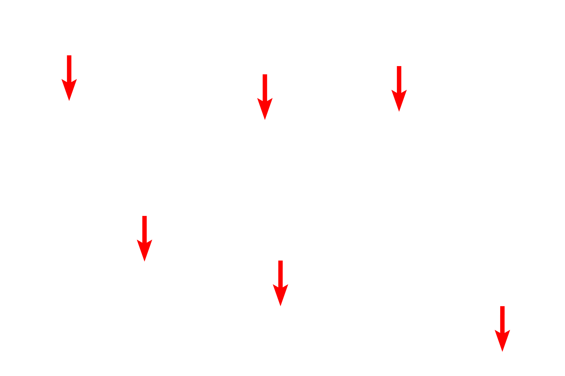  - Basal lamina of endothelial cells <p>Fenestrations perforating the endothelial cells are generally spanned by diaphragms, as seen here. The diaphragm is derived from the glycocalyx and is thinner than two apposed plasma membranes. Pores facilitate transport across the endothelium in organs where abundant and rapid transport is required. 60,000x (both)</p>
