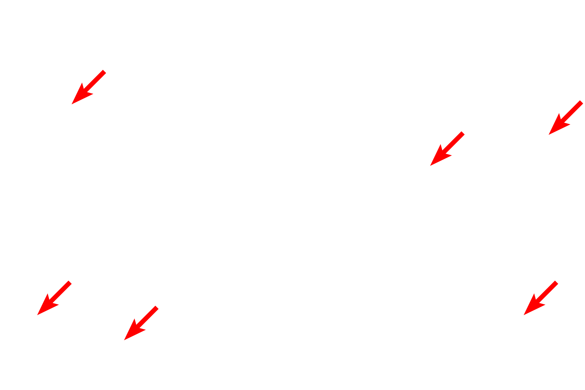  - Glycogen <p>Endothelial cells that form sinusoids have large gaps (discontinuities) between adjacent endothelial cells as well as wide pores (fenestrations) in individual cells. These fenestrations do not have diaphragms. The basal lamina is discontinuous or absent. Shown here in the liver, these modifications allow for direct access of blood plasma to the space beneath the endothelium, into which hepatocytes project microvilli. 30,000x</p>
