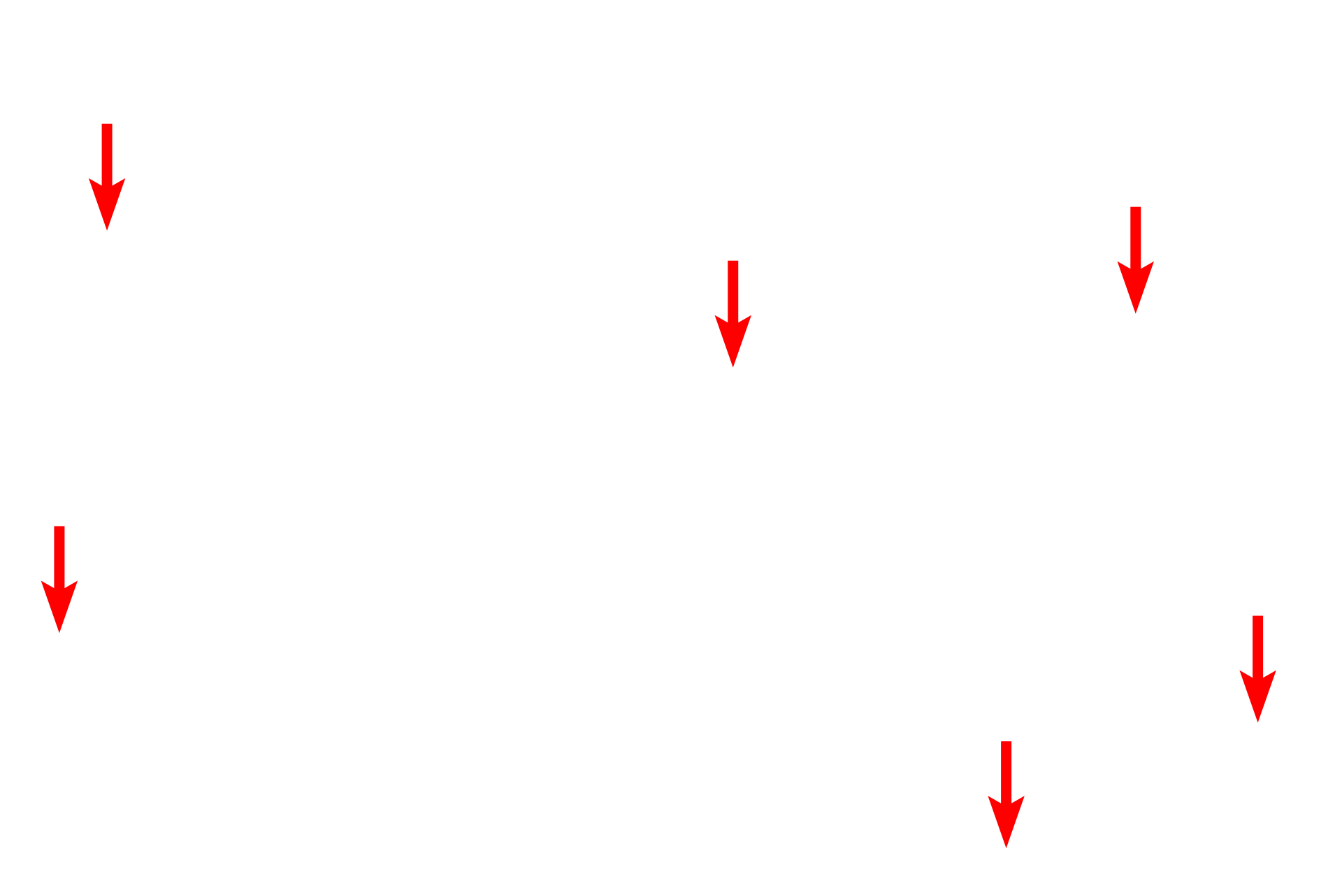  - Mitochondria <p>Endothelial cells that form sinusoids have large gaps (discontinuities) between adjacent endothelial cells as well as wide pores (fenestrations) in individual cells. These fenestrations do not have diaphragms. The basal lamina is discontinuous or absent. Shown here in the liver, these modifications allow for direct access of blood plasma to the space beneath the endothelium, into which hepatocytes project microvilli. 30,000x</p>
