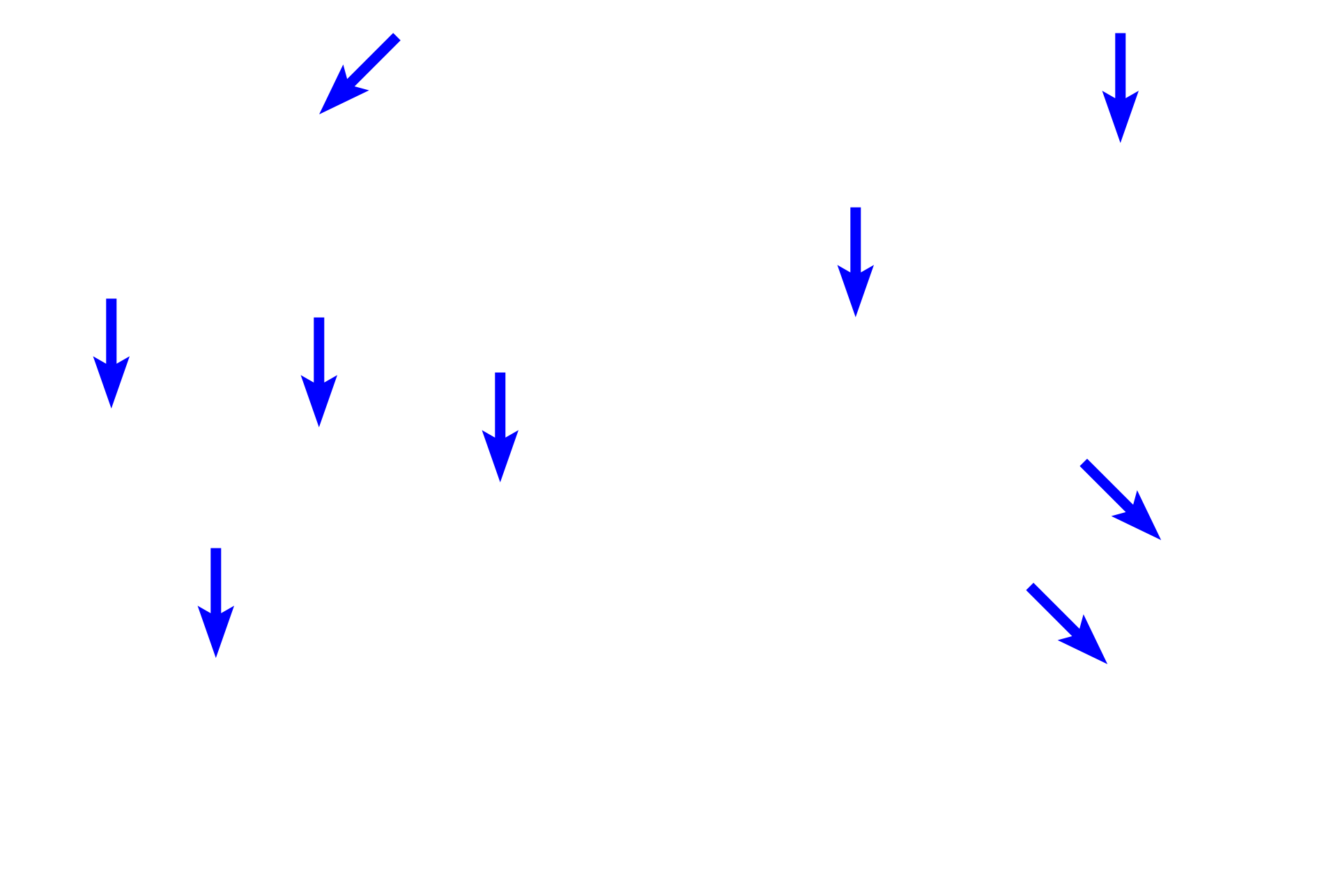 Capillaries <p>These images show continuous capillaries in highly vascularized adipose tissue. Capillaries branch extensively, insinuating among the adipocytes forming expansive capillary beds. Because of their narrow lumen, capillaries only allow erythrocytes to pass through in single file. Capillaries consists of only endothelial cells and their basal laminae. Hypodermis of the skin 400x</p>
