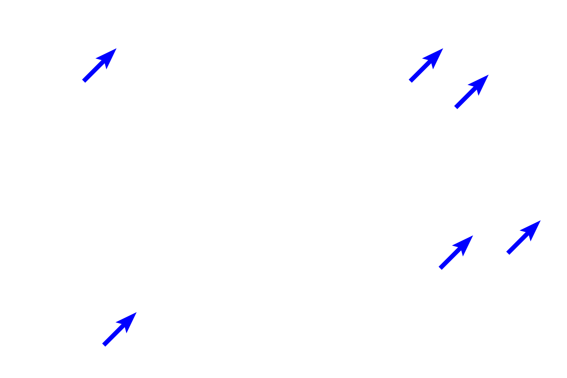 Red blood cells <p>These images show continuous capillaries in highly vascularized adipose tissue. Capillaries branch extensively, insinuating among the adipocytes forming expansive capillary beds. Because of their narrow lumen, capillaries only allow erythrocytes to pass through in single file. Capillaries consists of only endothelial cells and their basal laminae. Hypodermis of the skin 400x</p>
