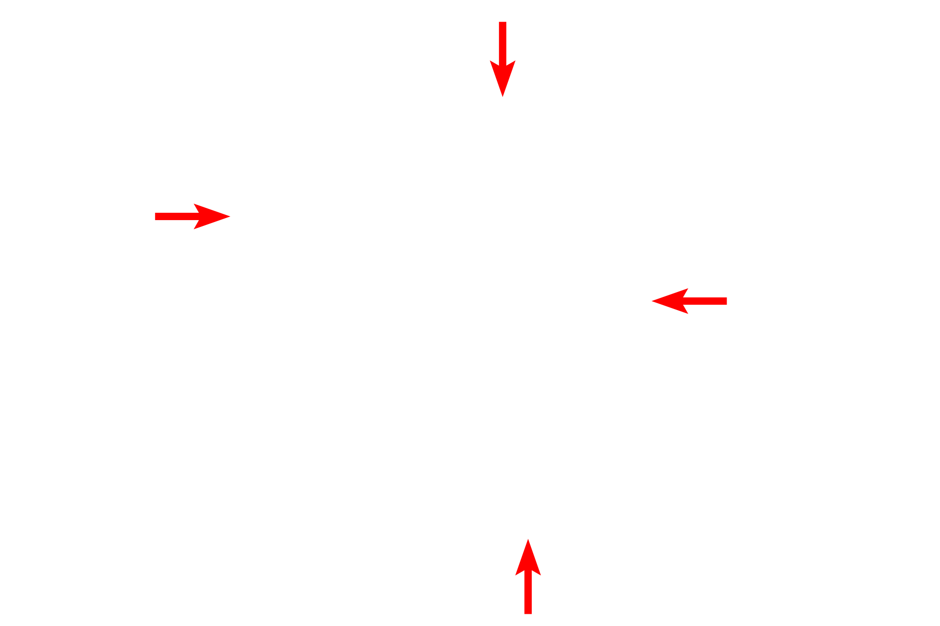  - Endothelial cell cytoplasm <p>Capillaries, the smallest vessels, are composed of endothelial cells and their basal laminae. Generally, only a single endothelial cell nucleus is seen in section, however, multiple cells form a mosaic as they extend around the lumen, forming the capillary tube. Junctions between the endothelial cells are also visible. Endothelial cells are extremely thin to facilitate gas and nutrient exchange with surrounding tissue. 10,000x</p>
