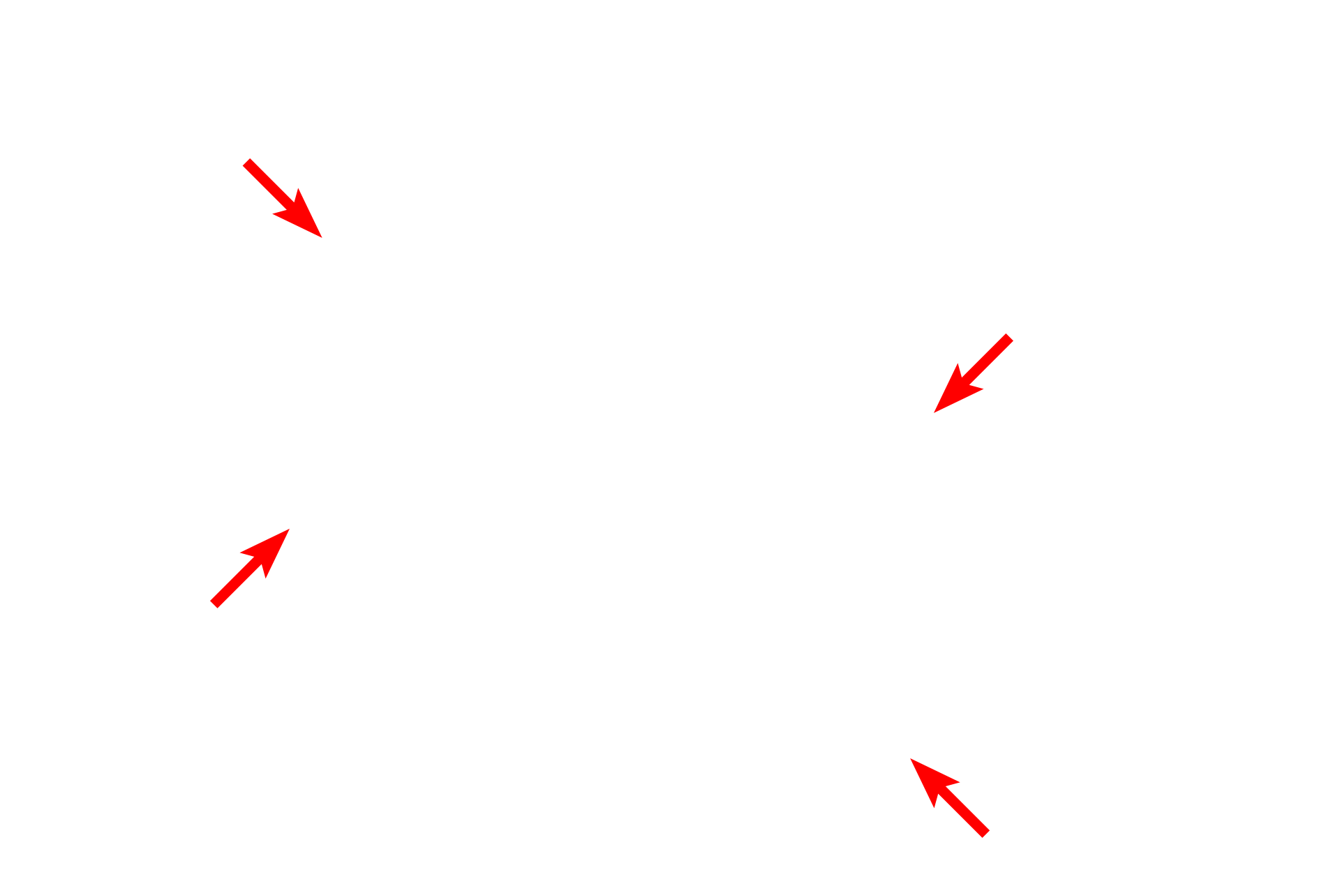  - Basal lamina <p>Capillaries, the smallest vessels, are composed of endothelial cells and their basal laminae. Generally, only a single endothelial cell nucleus is seen in section, however, multiple cells form a mosaic as they extend around the lumen, forming the capillary tube. Junctions between the endothelial cells are also visible. Endothelial cells are extremely thin to facilitate gas and nutrient exchange with surrounding tissue. 10,000x</p>
