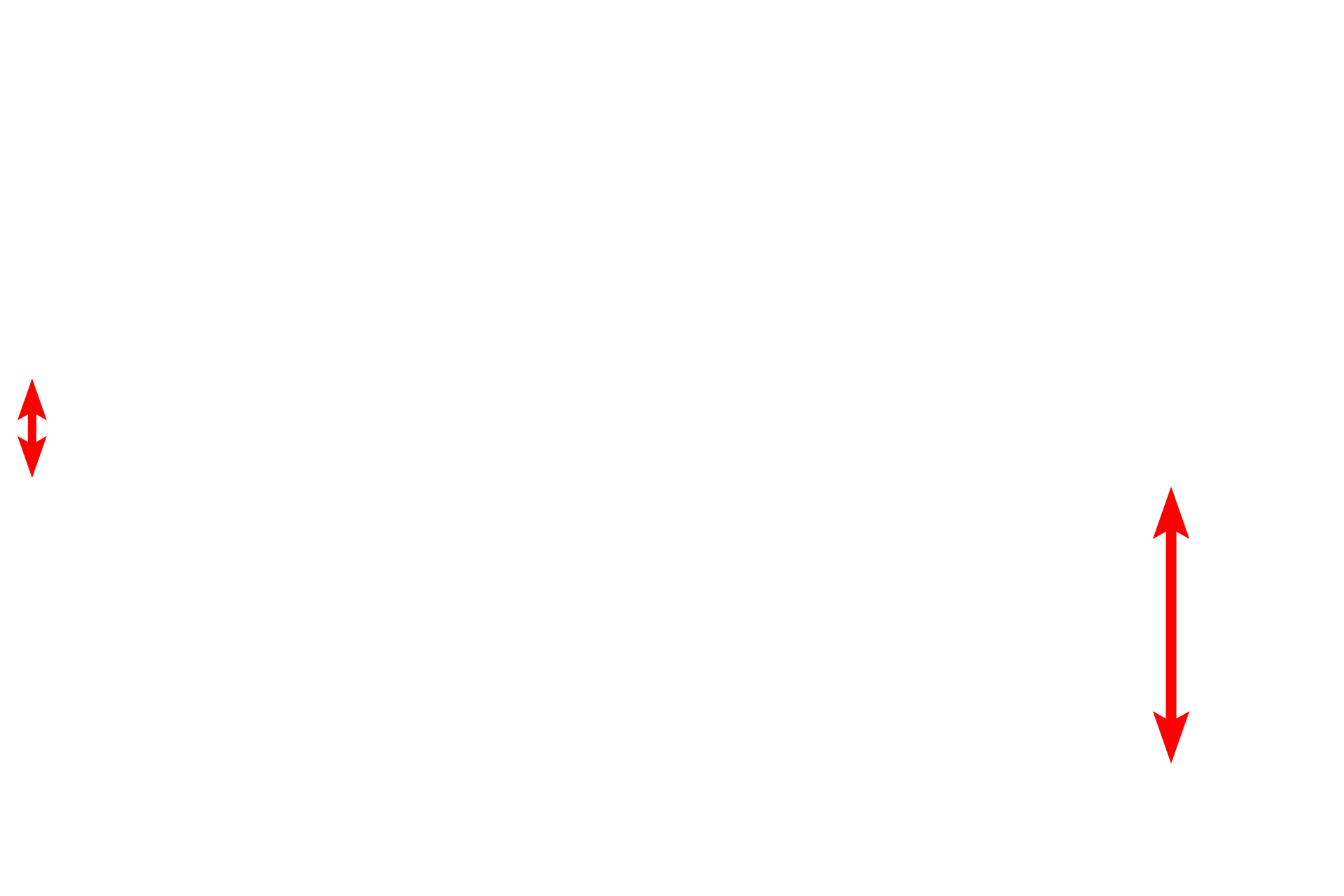 Endothelial cells <p>This electron micrograph shows a portion of the wall of a continuous capillary, demonstrating its thin endothelial lining. Continuous capillaries also show numerous pinocytotic vesicles on both luminal and abluminal surfaces. These vesicles transport materials across the endothelium. Transport is bidirectional, a process called transcytosis. A cell junction is also visible. 40,000x</p>
