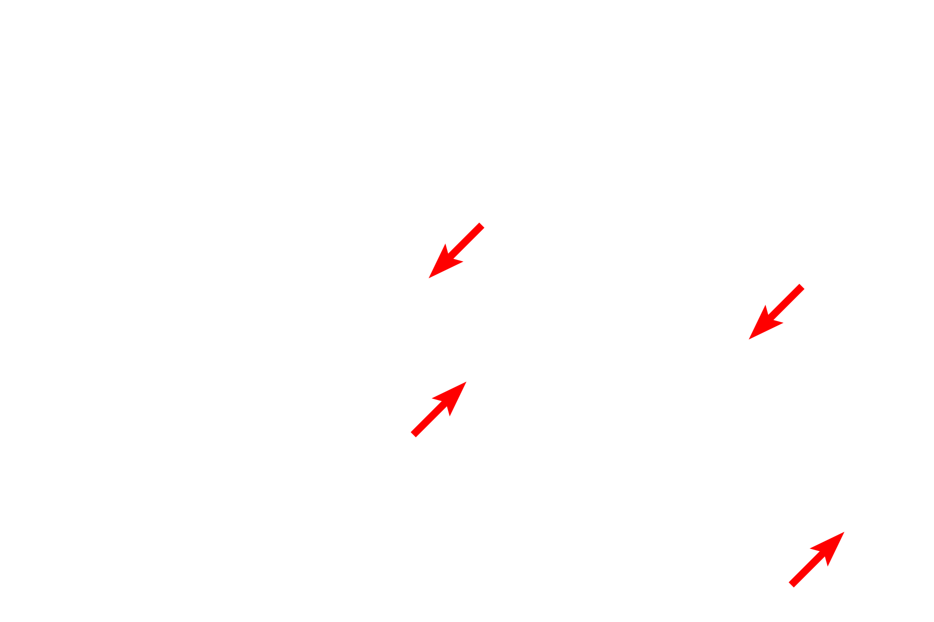  - Pinocytic vesicles <p>This electron micrograph shows a portion of the wall of a continuous capillary, demonstrating its thin endothelial lining. Continuous capillaries also show numerous pinocytotic vesicles on both luminal and abluminal surfaces. These vesicles transport materials across the endothelium. Transport is bidirectional, a process called transcytosis. A cell junction is also visible. 40,000x</p>
