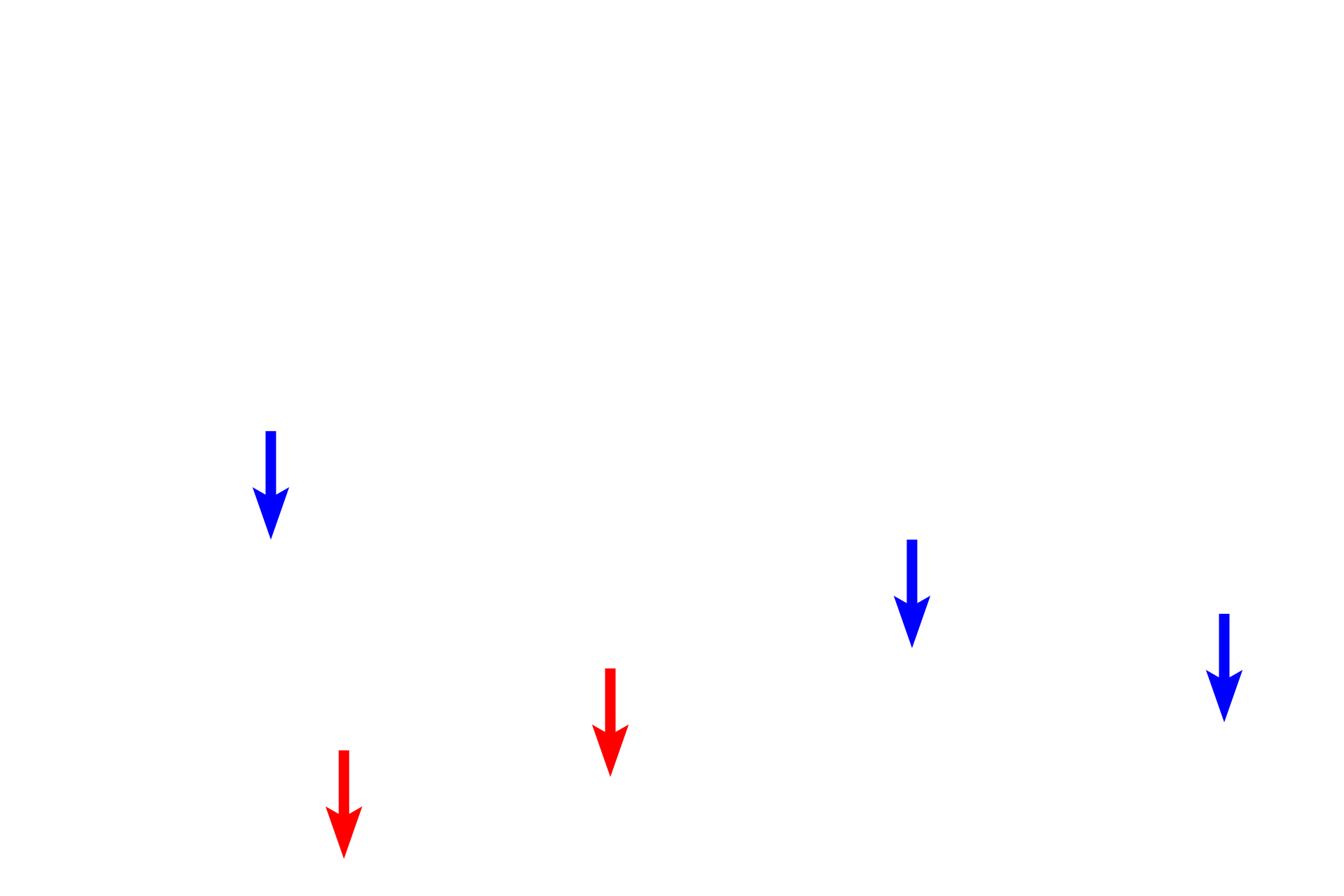 Collagen fibrils > <p>The very fine collagen fibrils immediately beneath the basal lamina (blue arrows) comprise the reticular lamina of the basement membrane and are composed of Type III collagen. The larger collagen fibrils (red arrows) are composed of Type I collagen.</p>
