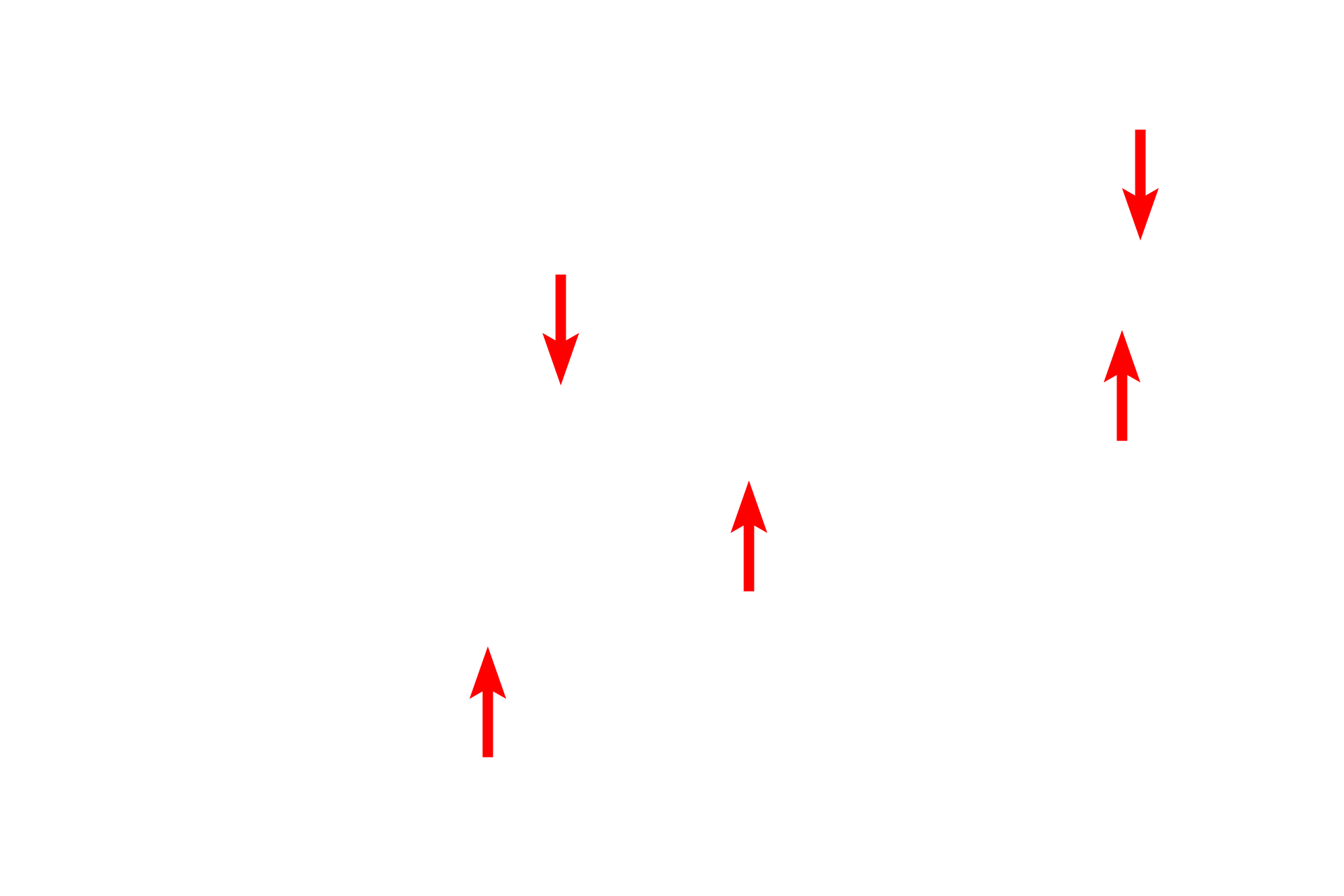  - Endothelium <p>This image shows a larger venule cut in longitudinal section.  Venules are composed of an endothelium and a thin subendothelial layer.  No additional tunics are present.  Venules resemble capillaries but have wider lumens.  They are a major site of fluid extravasation as well as migration of blood cells into the surrounding connective tissue (diapedesis).  Also visible are capillaries and a small arteriole.  Surrounding the vessels is loose connective tissue with elastic fibers cut in cross section.  1000x</p>
