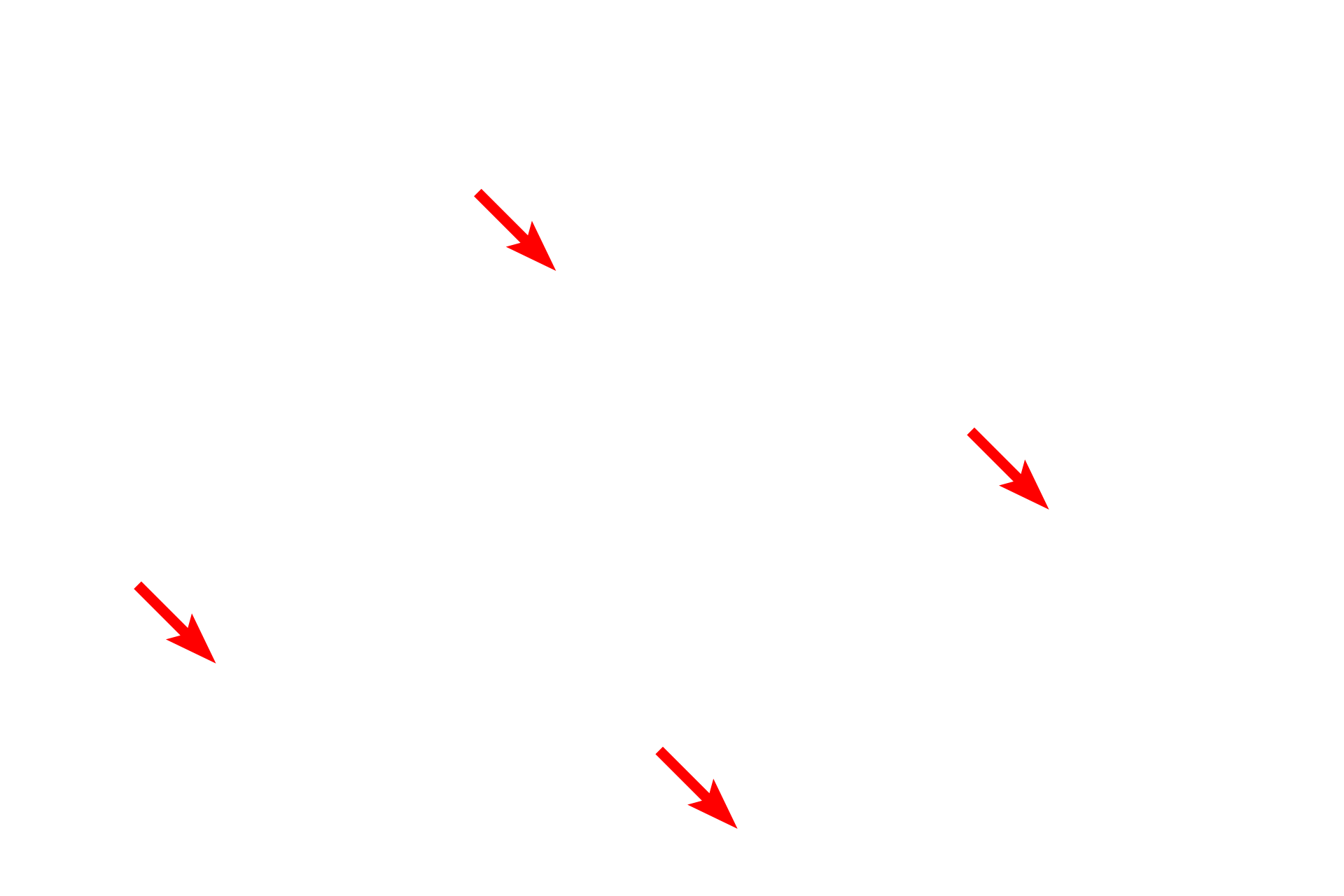 Elastic fibers <p>This image shows a larger venule cut in longitudinal section.  Venules are composed of an endothelium and a thin subendothelial layer.  No additional tunics are present.  Venules resemble capillaries but have wider lumens.  They are a major site of fluid extravasation as well as migration of blood cells into the surrounding connective tissue (diapedesis).  Also visible are capillaries and a small arteriole.  Surrounding the vessels is loose connective tissue with elastic fibers cut in cross section.  1000x</p>
