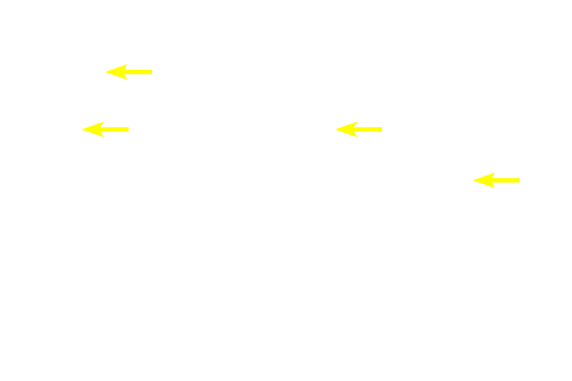 Tunica media <p>Venules continue into small veins, which possess a thin tunica media, composed of scattered smooth muscle, and a prominent tunica adventitia.  Like venules, veins also possess valves.  The wall of the small vein is much thinner and less regular than that of the small artery it accompanies.  100x</p>
