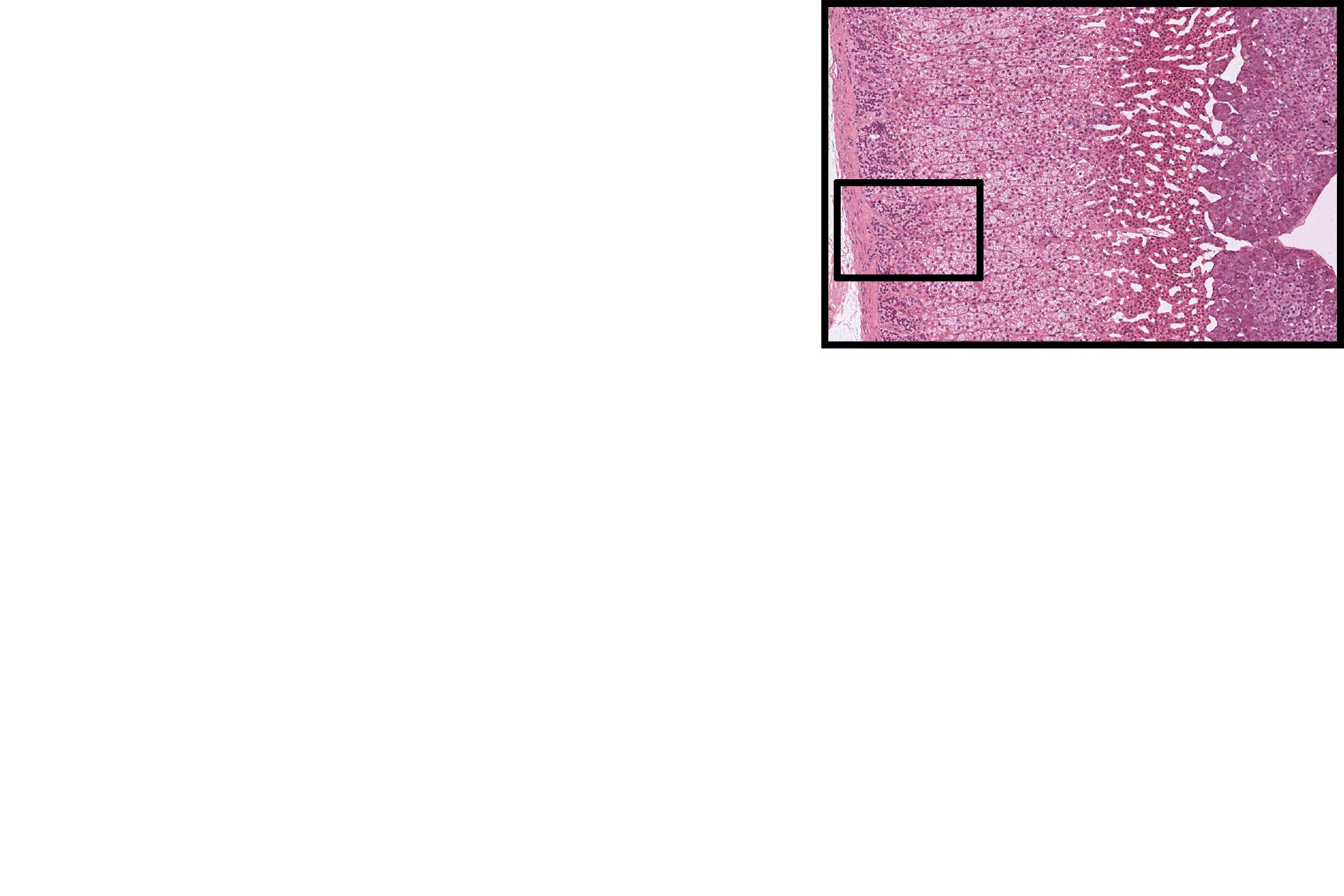 Section location > <p>The location of this image is indicated in the inset panel.</p>
