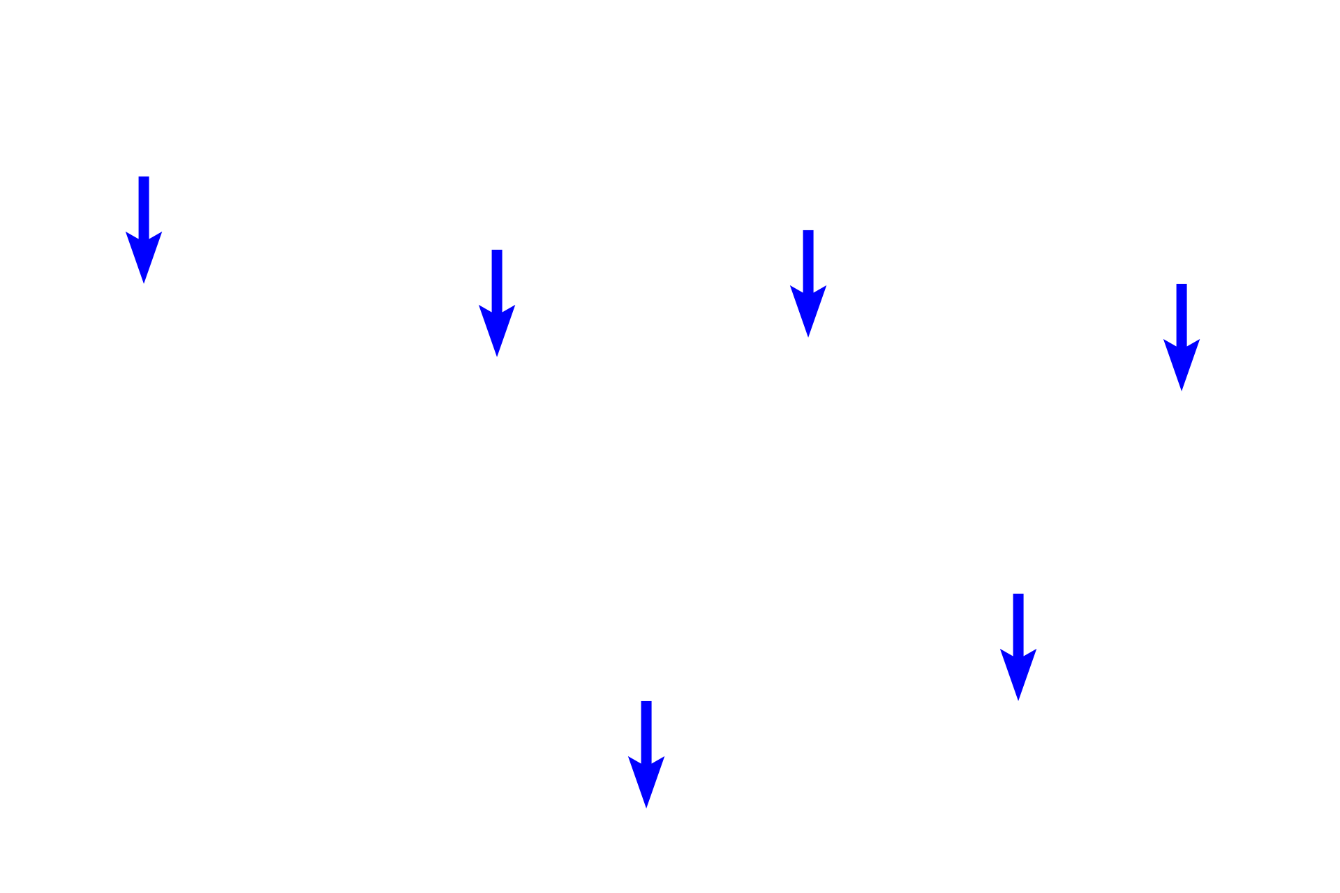Capillaries <p>The heavily vacuolated cells of zona fasciculata are arranged in uniform rows (fascicles), which alternate with wide-diameter, fenestrated capillaries.  The cells of zona reticularis form an interlacing network, are smaller and stain more intensely than cells in the zona fasciculata. Cells of zona reticularis are also surrounded by fenestrated capillaries.  400x</p>
