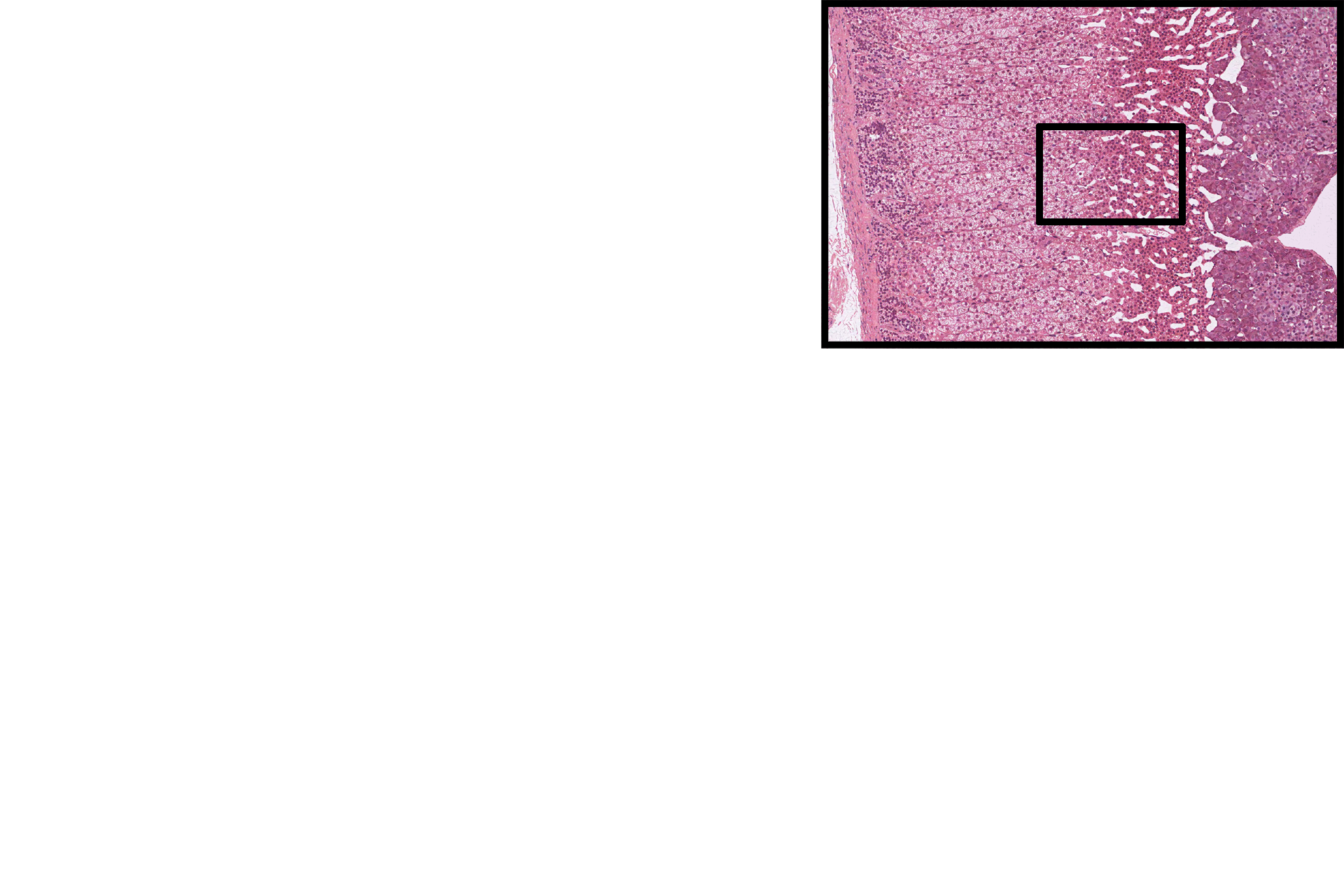 Section location > <p>The location of this image is indicated in the inset panel.</p>
