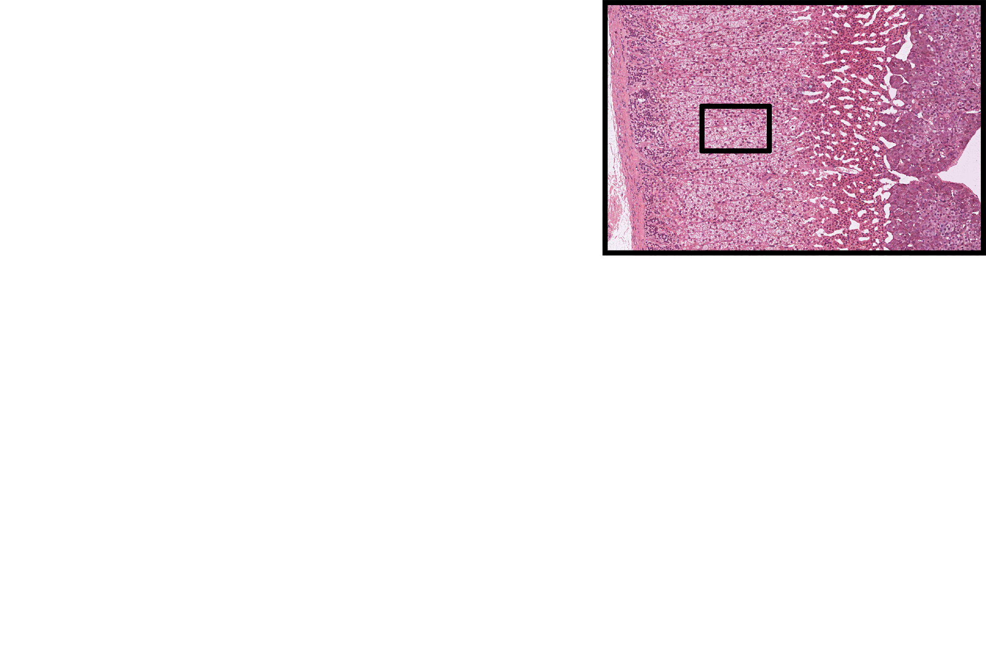 Section location > <p>The location of this image is indicated in the inset panel.</p>
