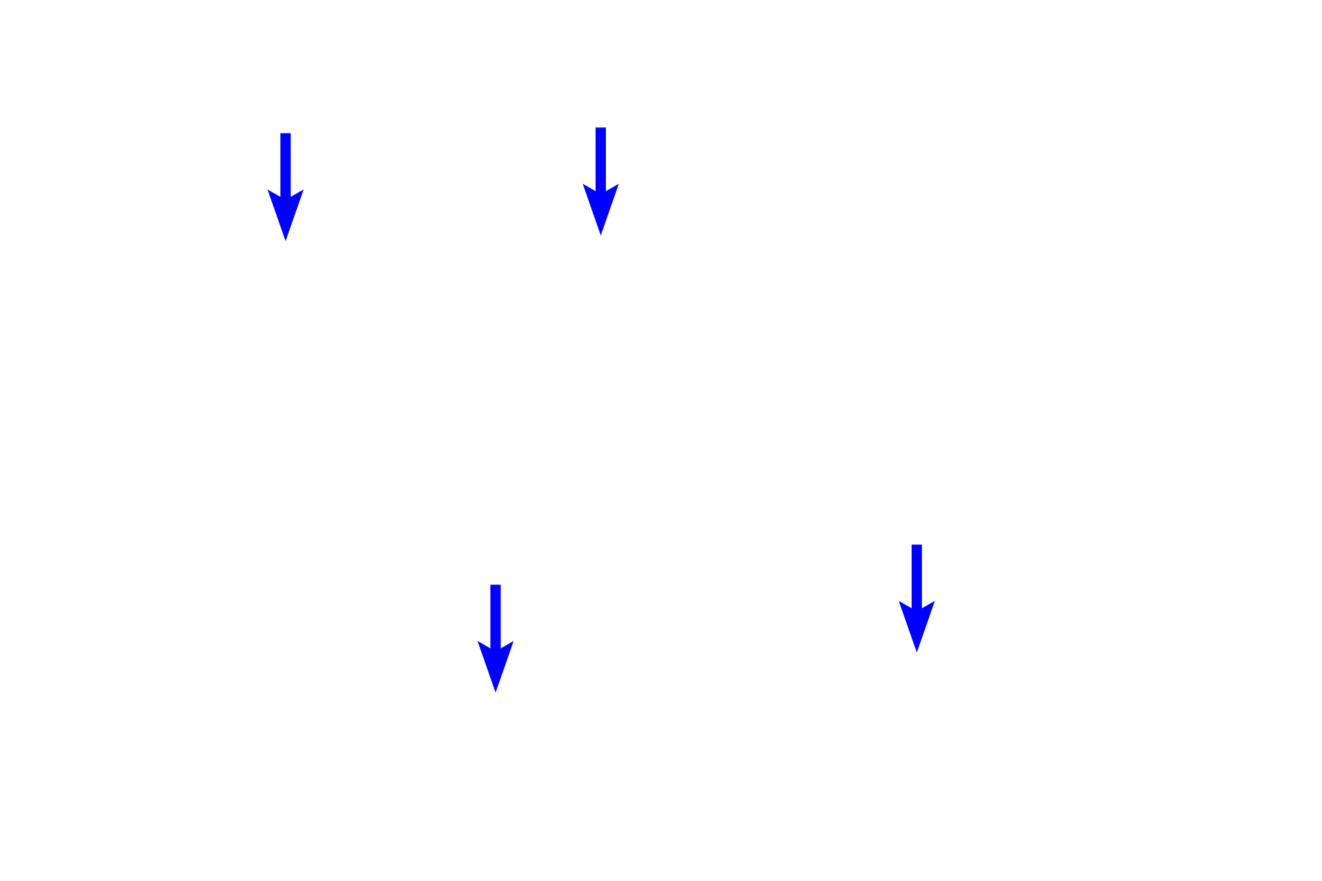 Medullary veins <p>The adrenal gland is a triangular-shaped organ situated at the superior pole of each kidney.  Each gland is composed of two subdivisions having separate embryological origins:  an outer cortex, the major source of steroid hormones, and an inner medulla, releasing catecholamines.  A dense connective tissue capsule surrounds the organ.  5x, 40x</p>
